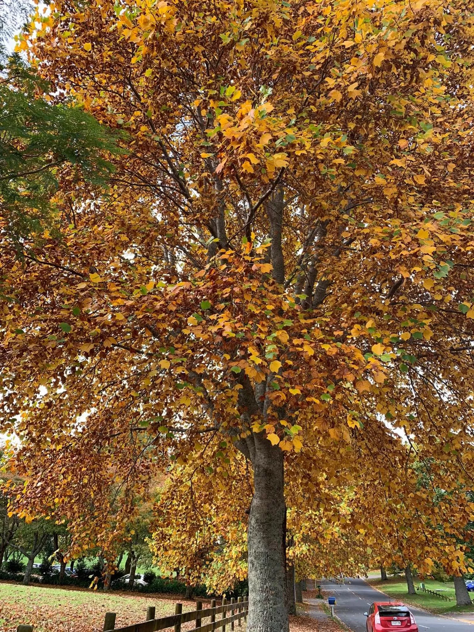 Off site, Garden in Arohanui Rural Retreat B&B