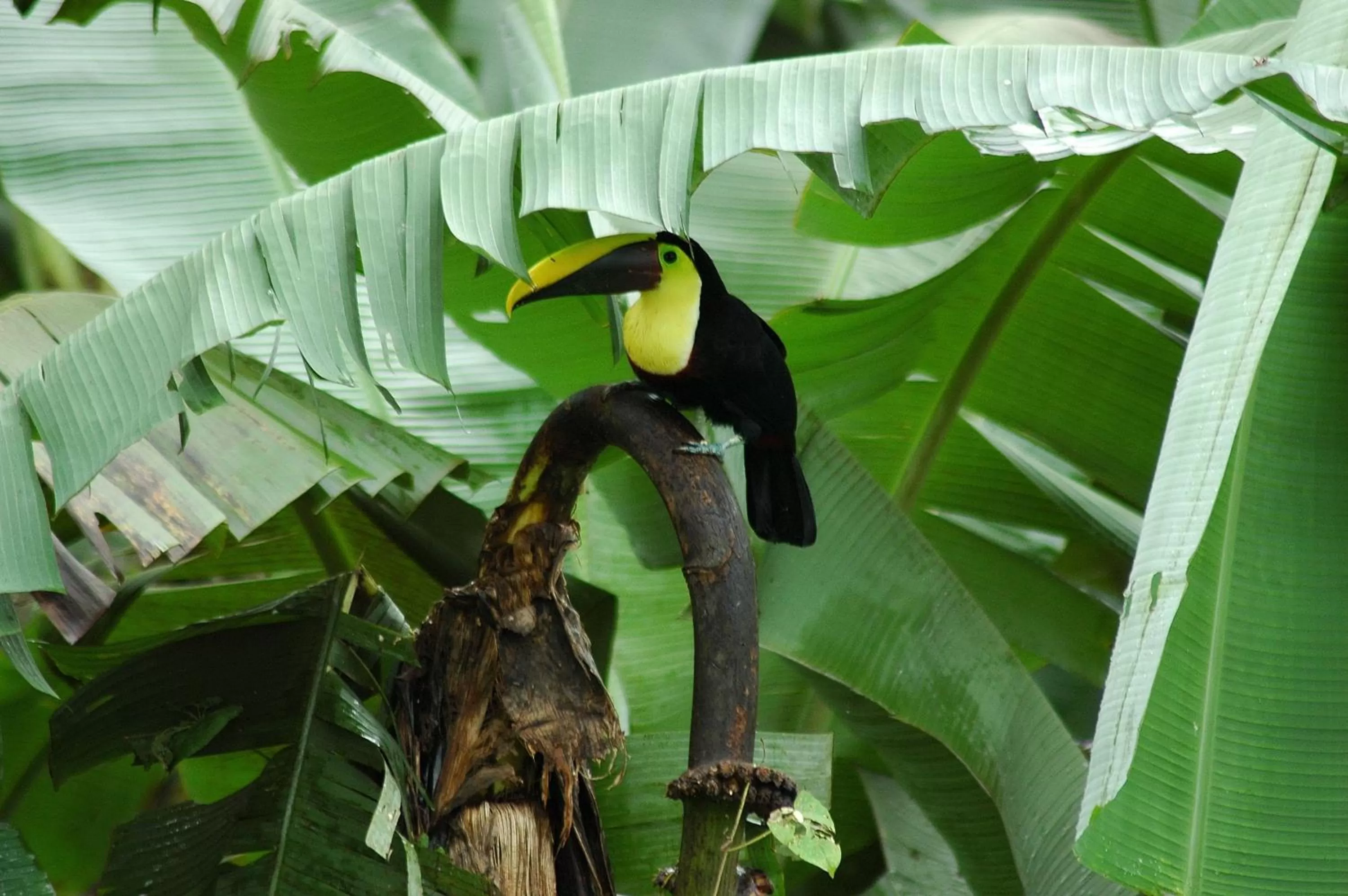 Natural landscape in Hotel Heliconias Nature Inn & Hot Springs
