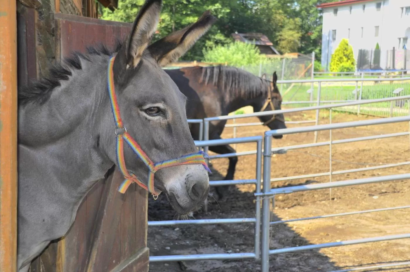 Animals in Ziołowa Dolina