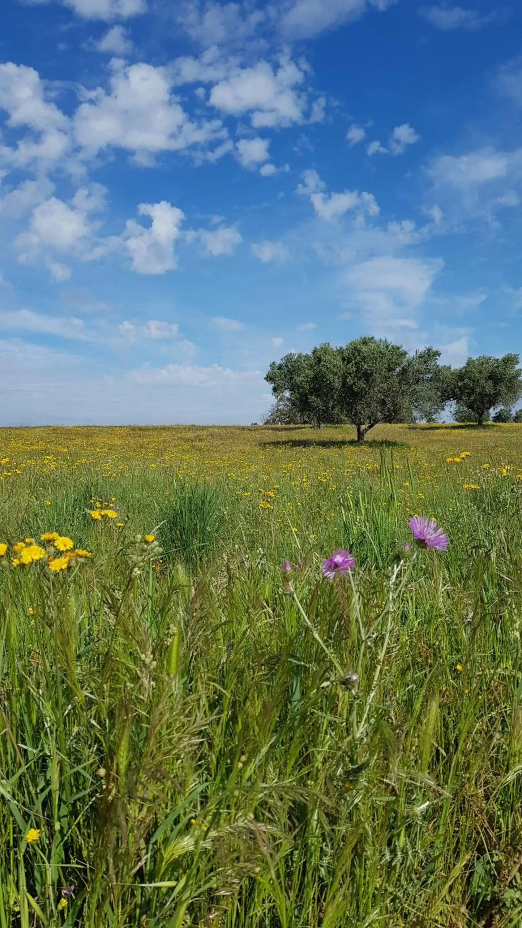 Natural Landscape in Trendy and Luxe Bed & Breakfast