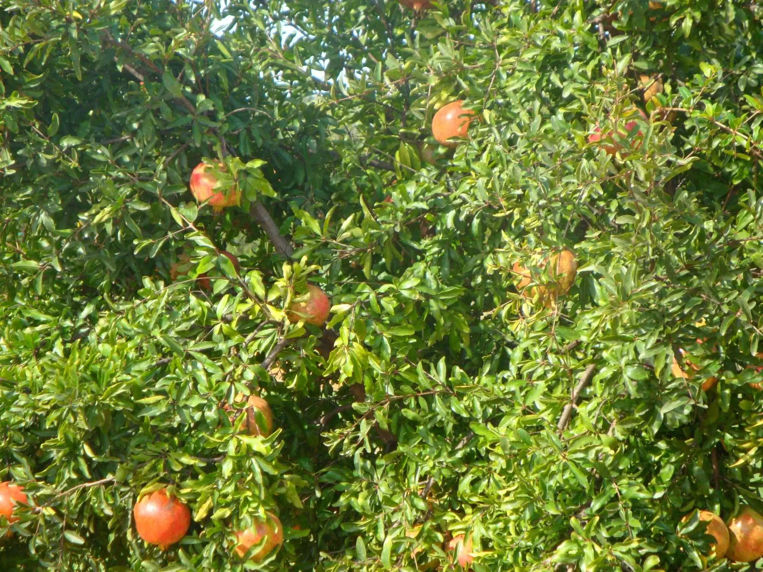 Garden view, Garden in Quinta dos Poetas Nature Hotel & Apartments