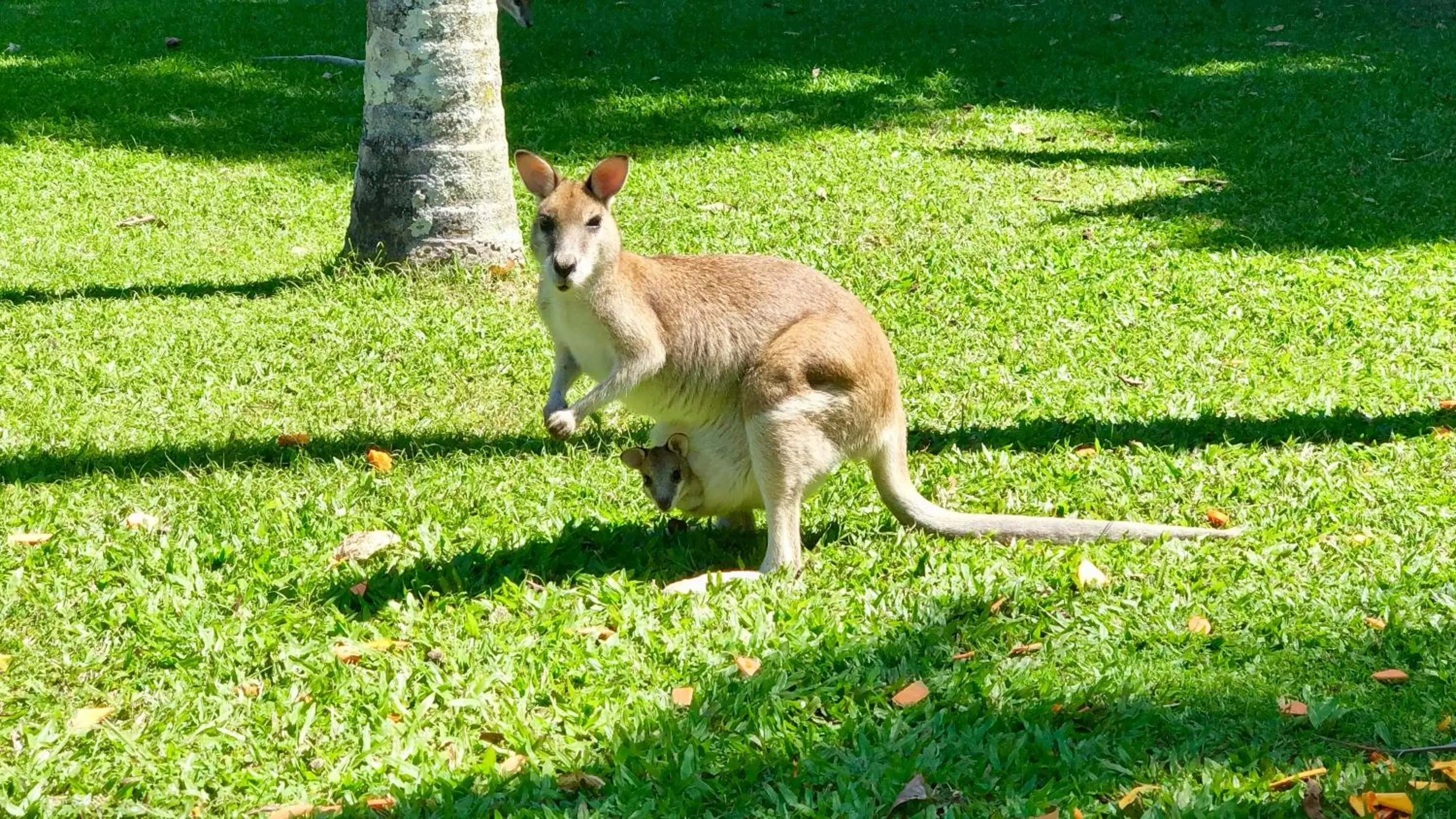 Spring, Other Animals in Argosy On The Beach