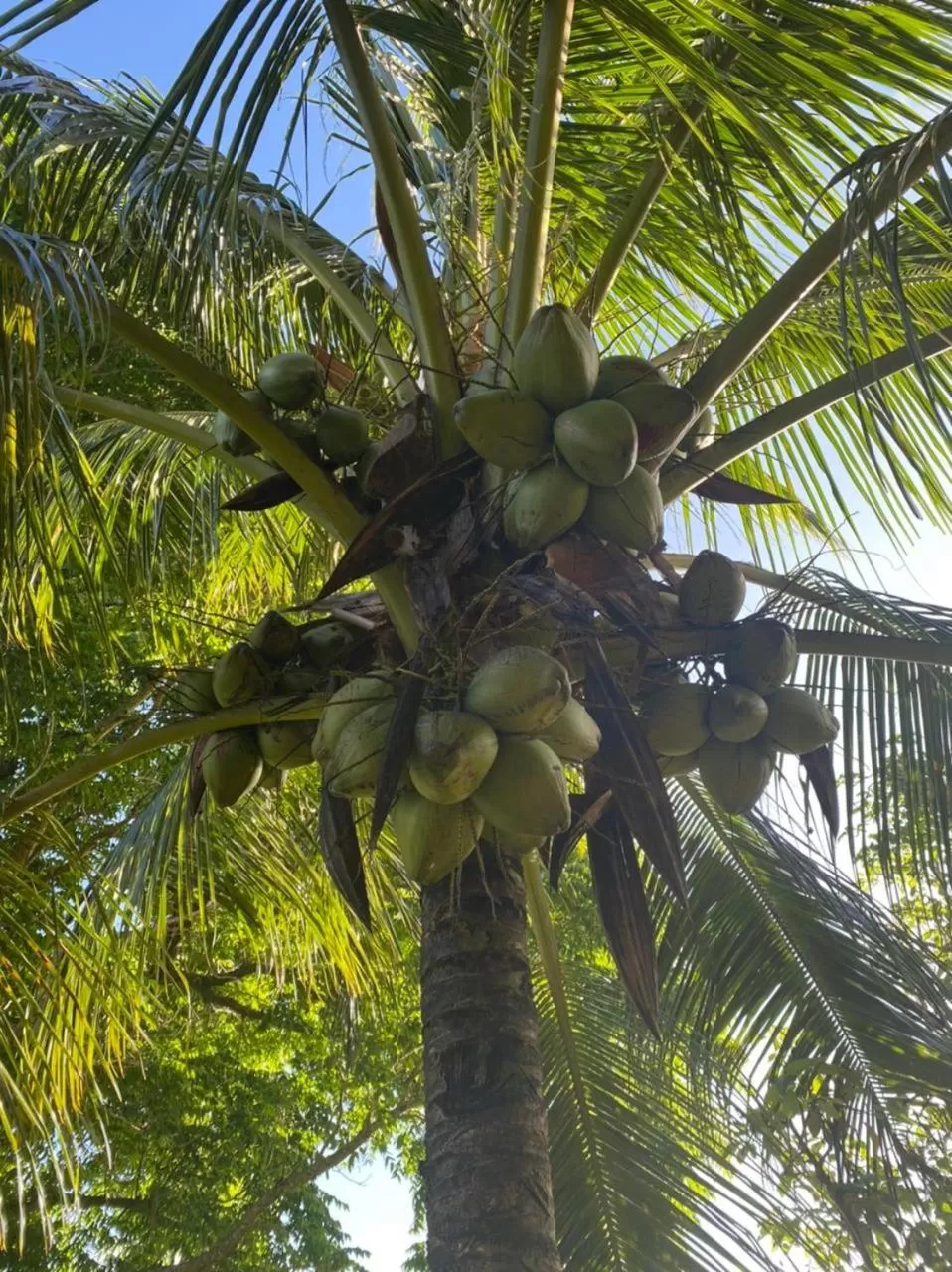 Villa Cajou chambres d'hôtes chez l'habitant et Zanzibar cottage