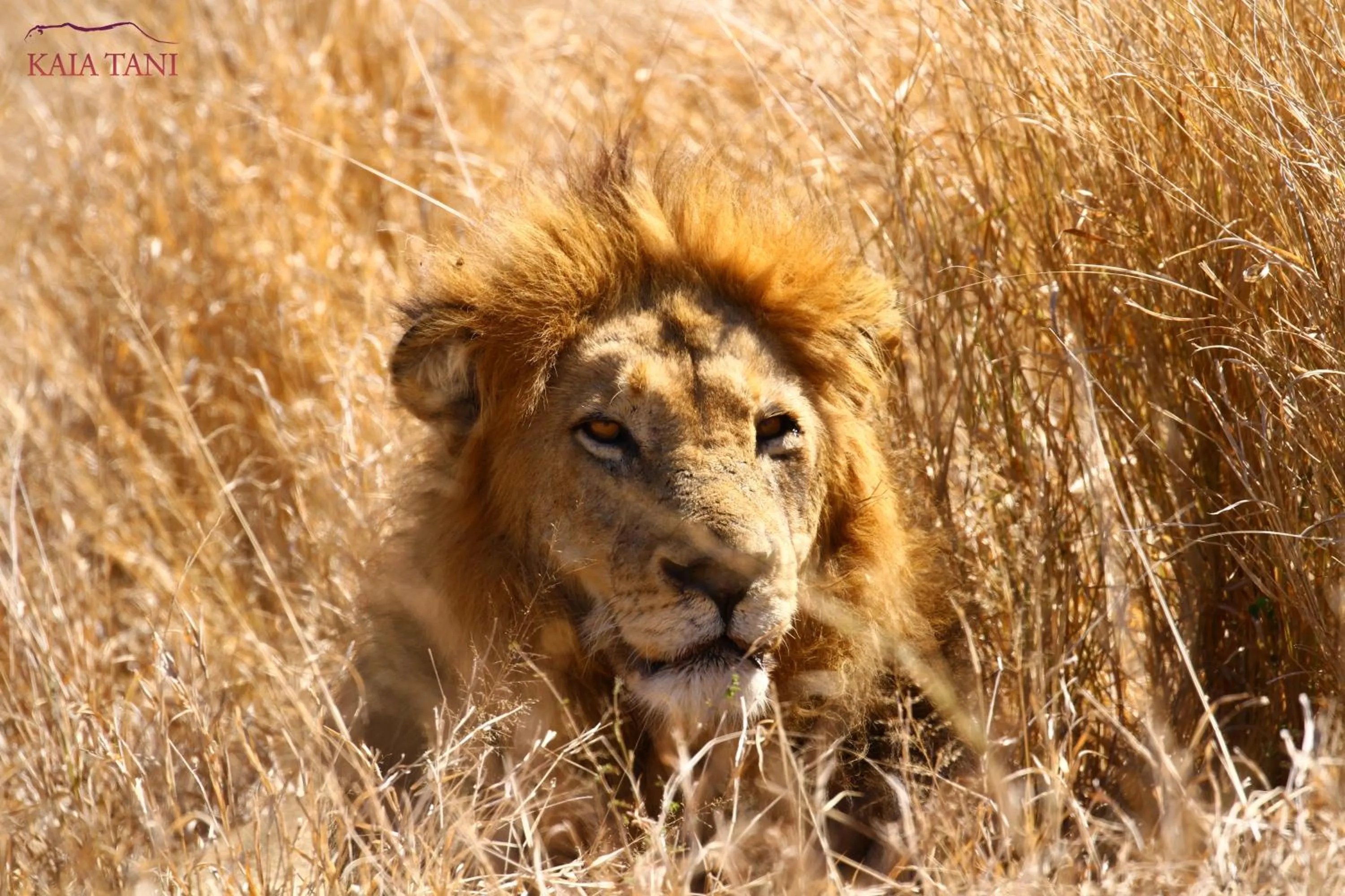 Animals in Kaia Tani Exclusive Guesthouse