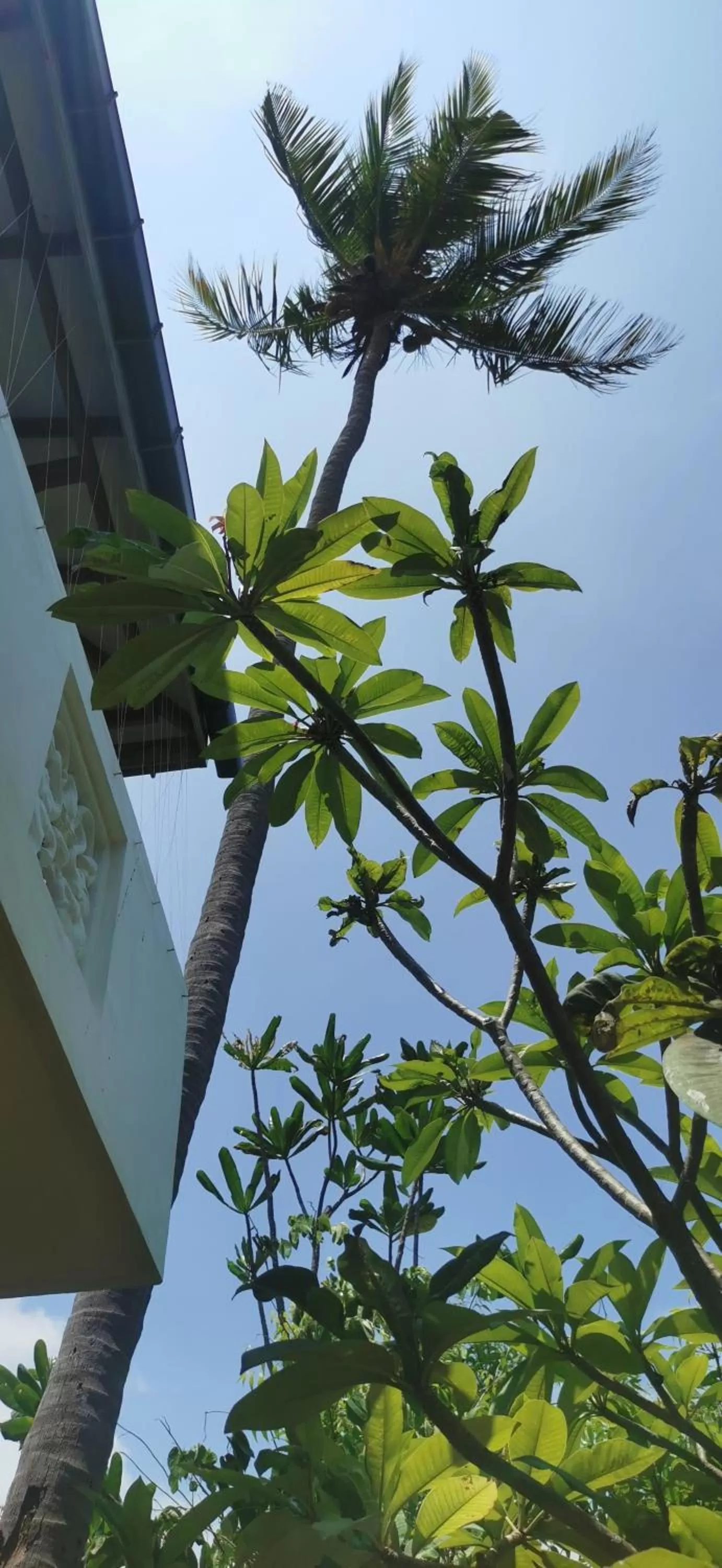 Garden in Blackstar Inn