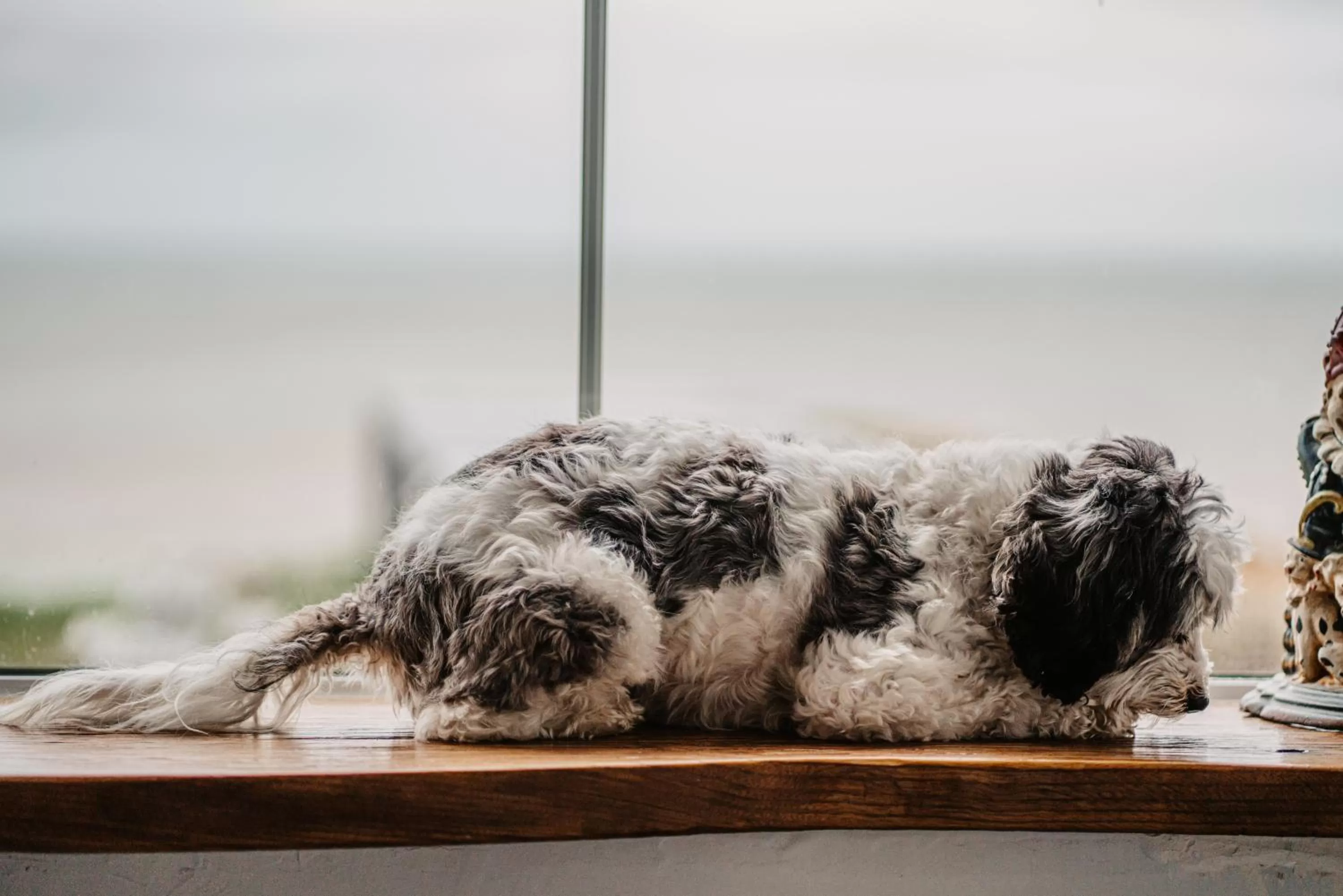Pets in The Ship Inn