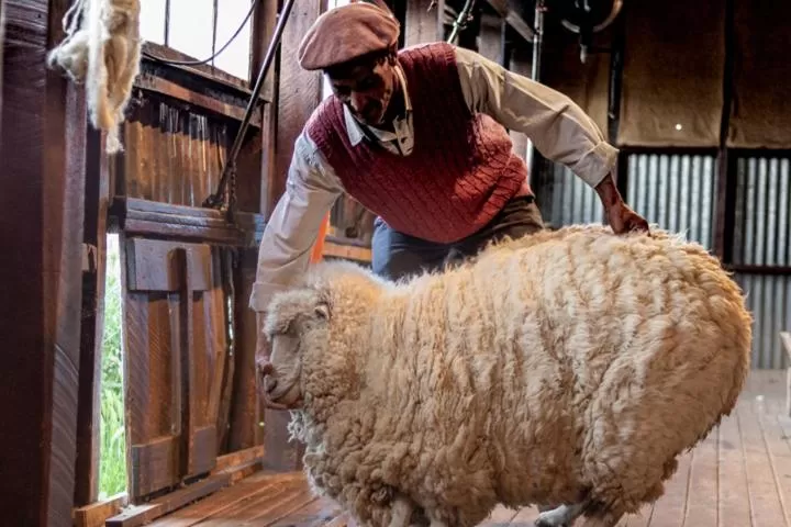 Other Animals in Hostería El Galpón Del Glaciar