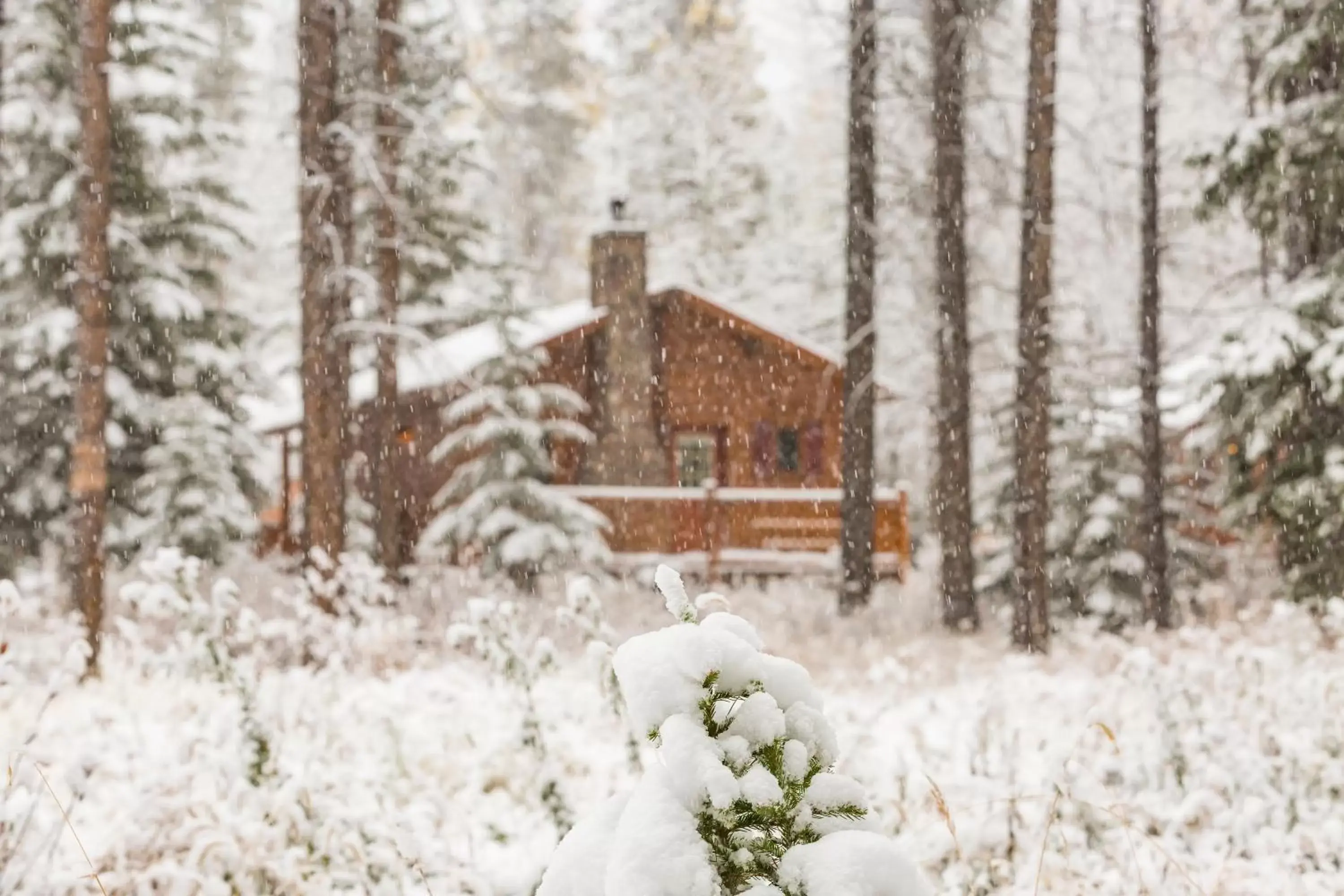 Natural landscape, Winter in Baker Creek By Basecamp