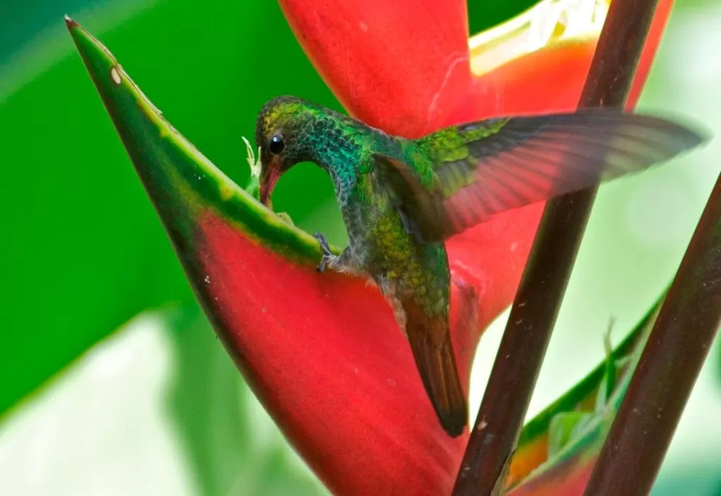 Other Animals in La Purruja Lodge