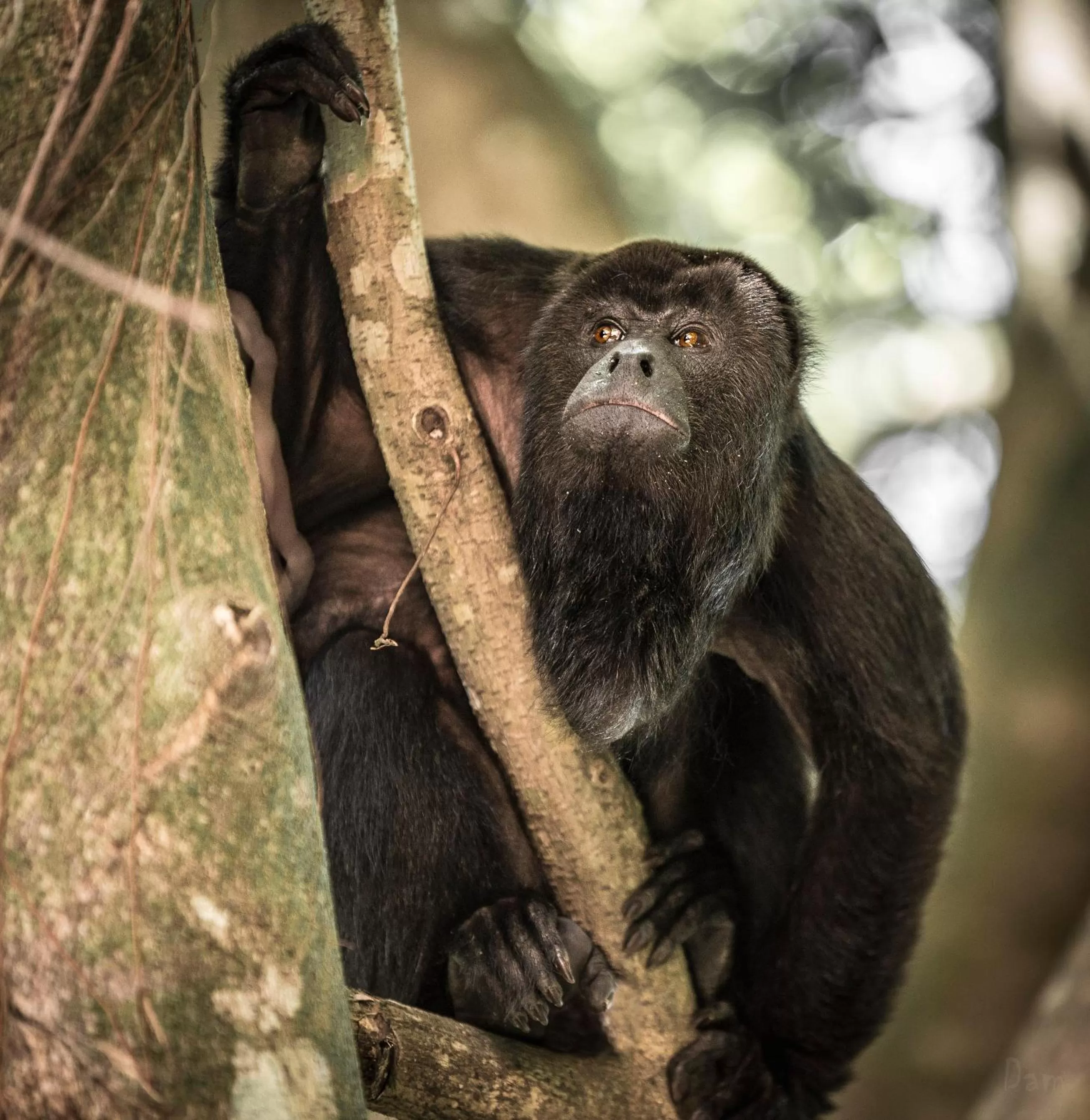Animals in Hotel Boutique Quinta Chanabnal