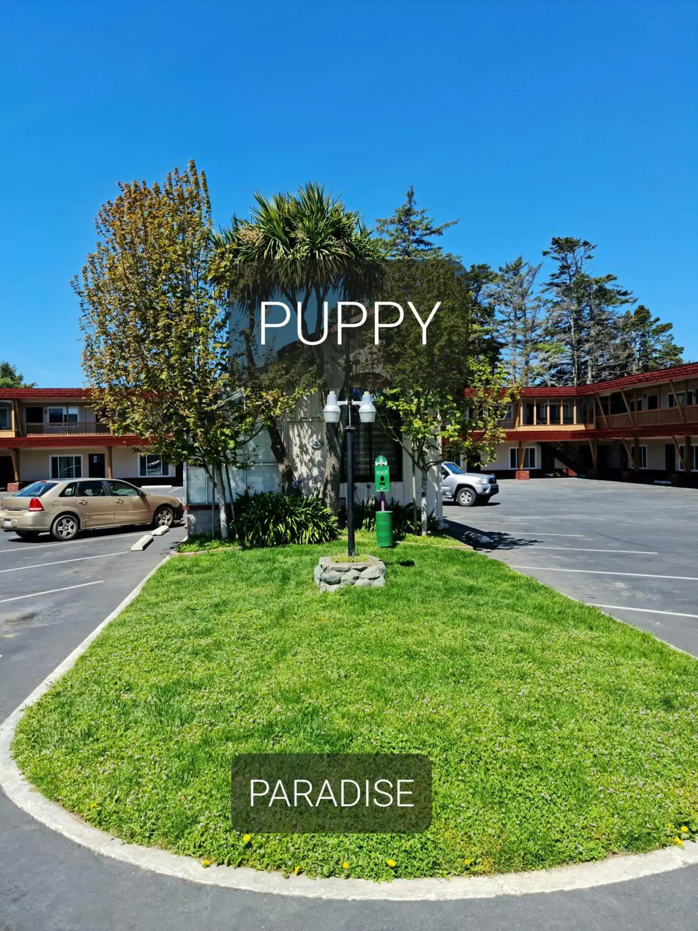 Pets, Property Building in North Coast Inn