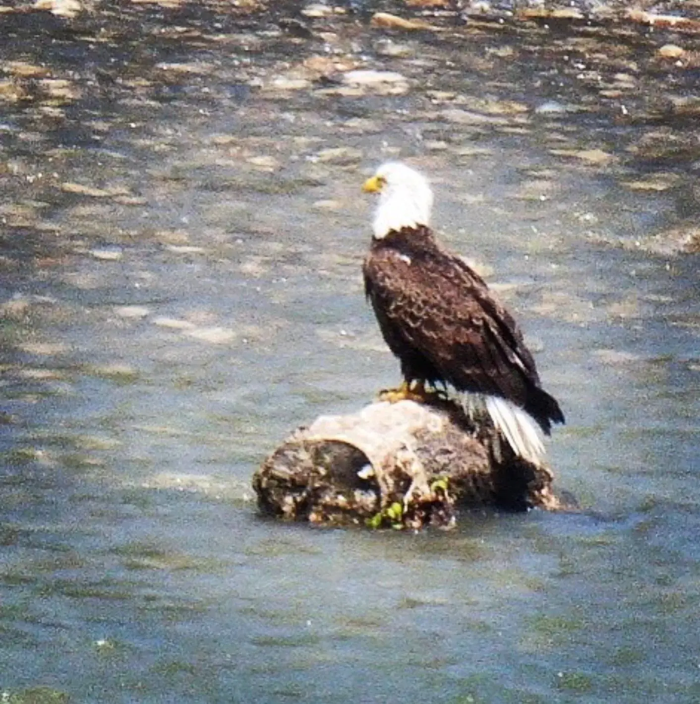 Natural landscape, Other Animals in Along River Ridge