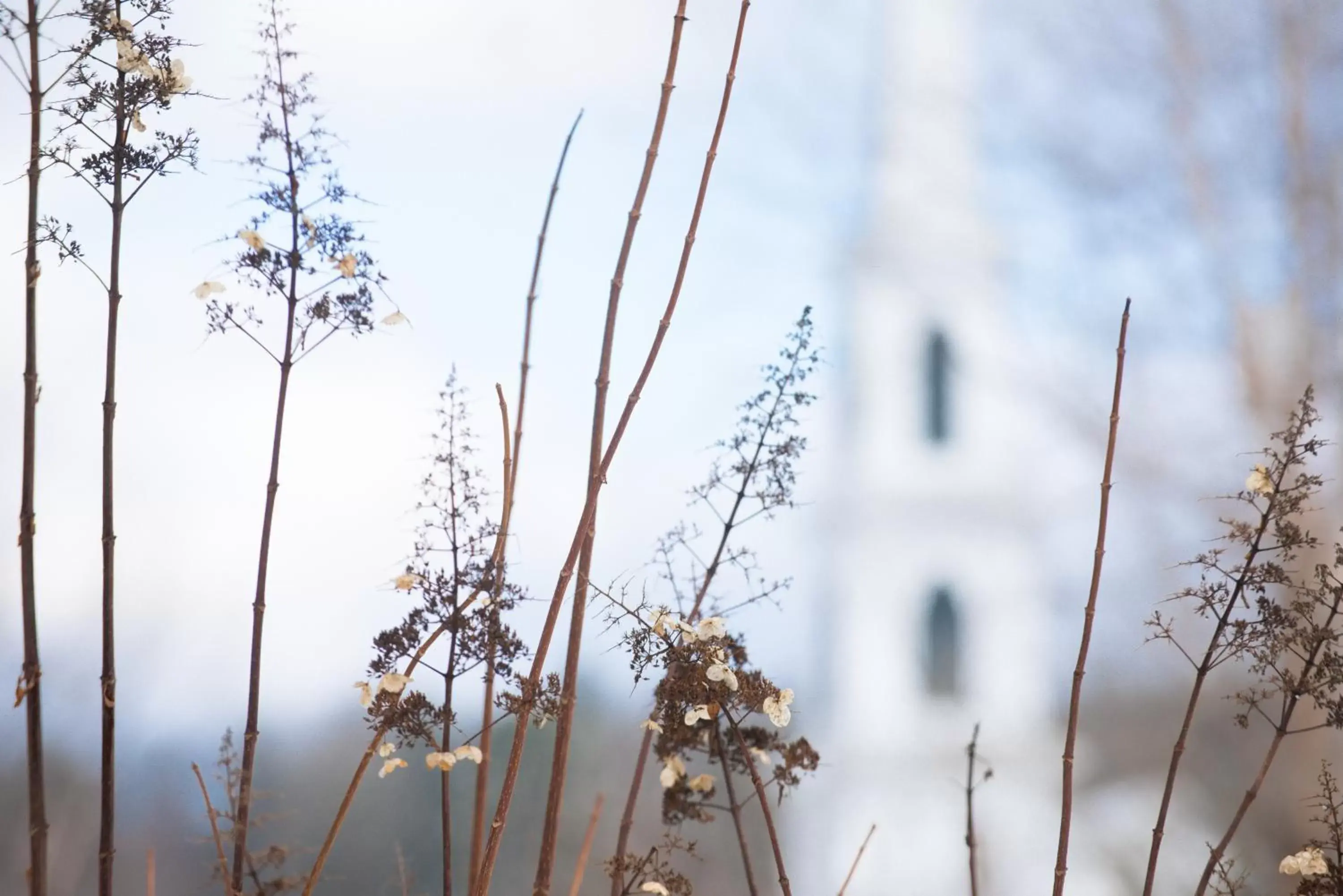 Garden, Winter in Four Columns Inn