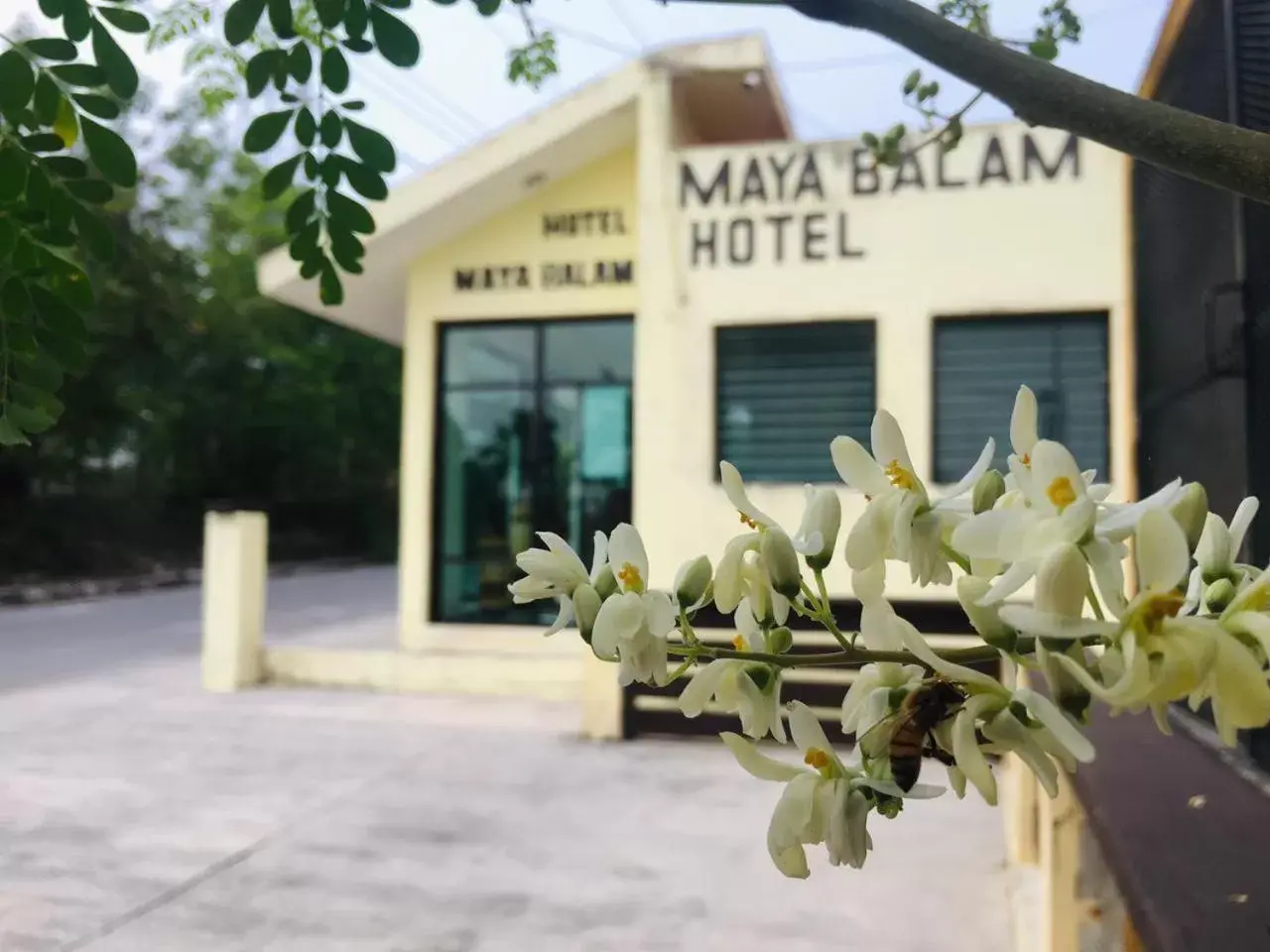 Off site, Property Building in Hotel Maya Balam