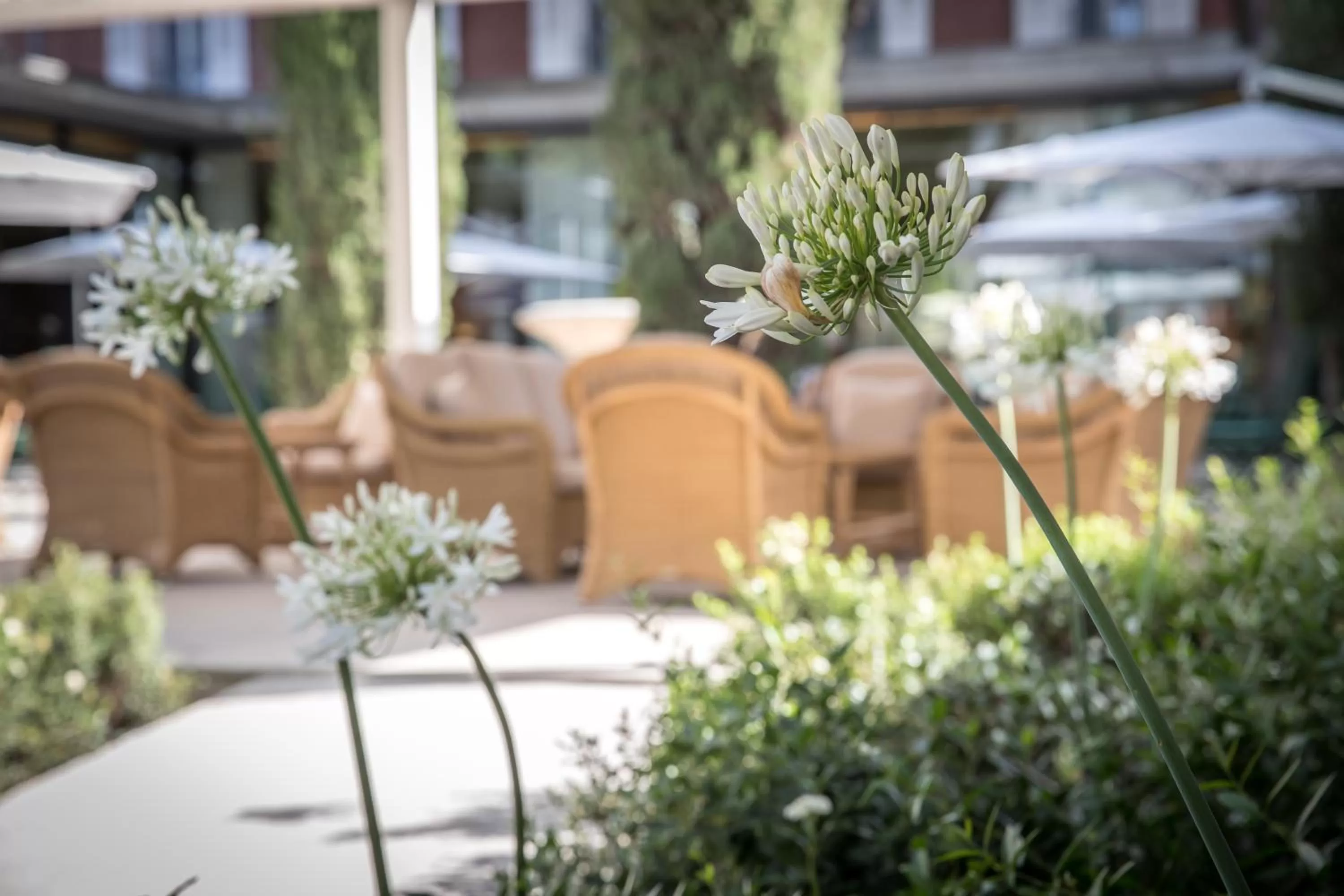 Patio in Maison Albar Hotels L’Imperator