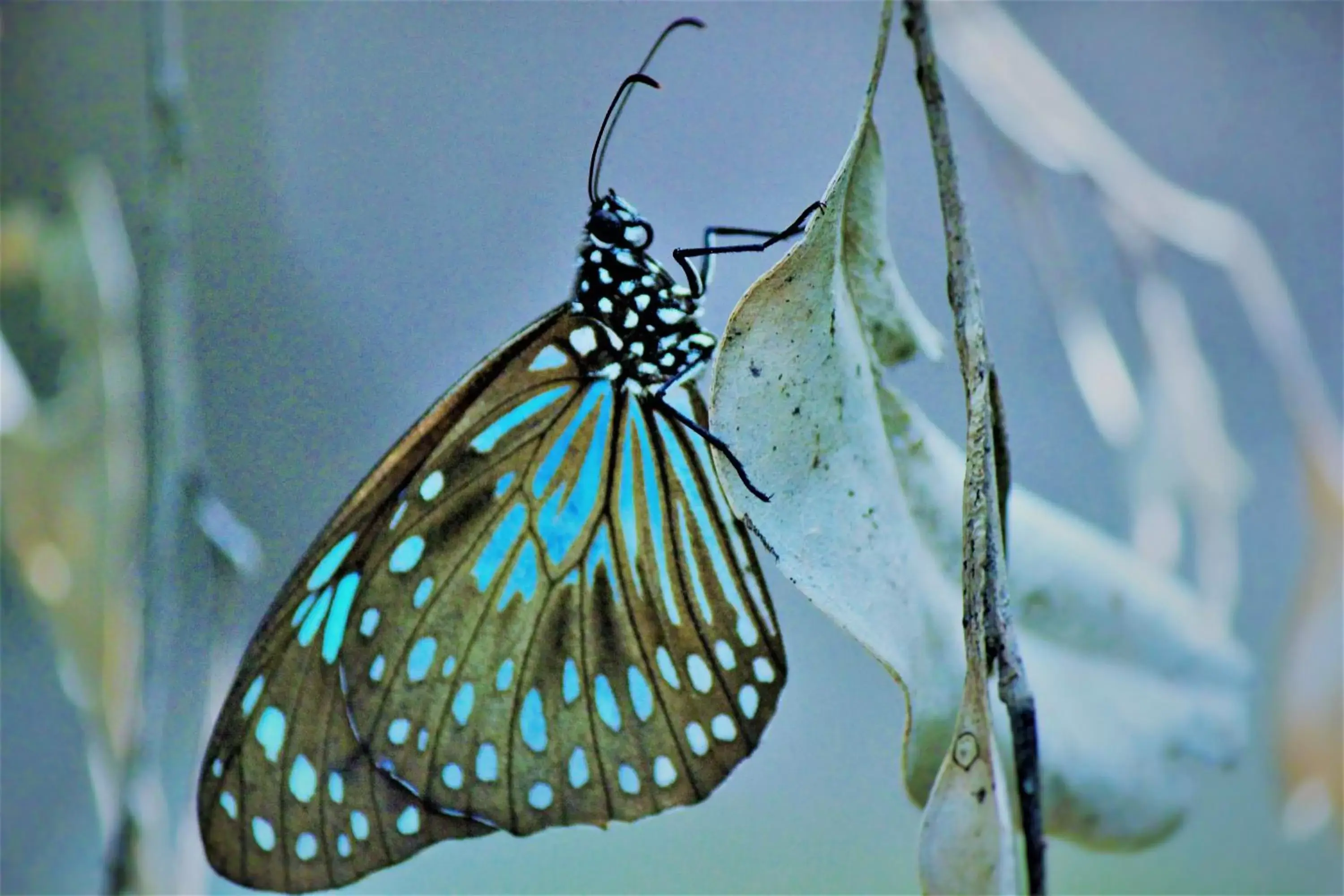 Activities, Other Animals in Lake Central Cairns