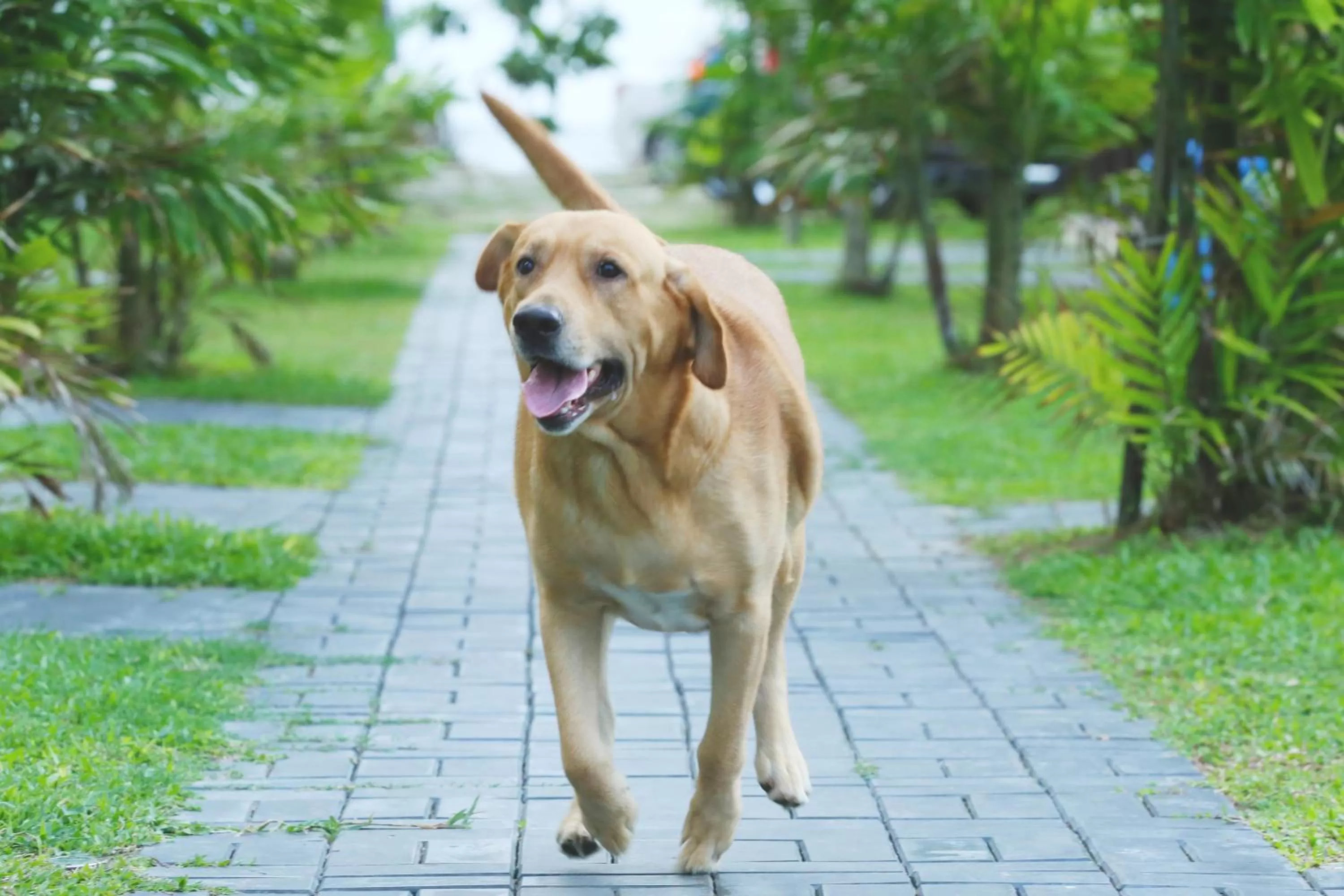 Garden in Kaminrich Cottage