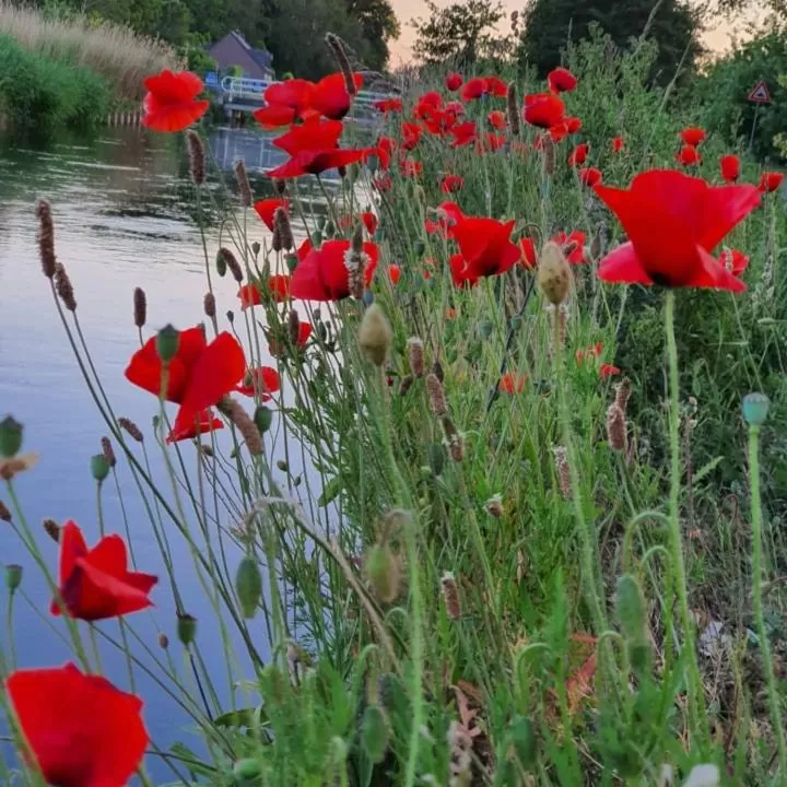 De Vliegende Vlinder