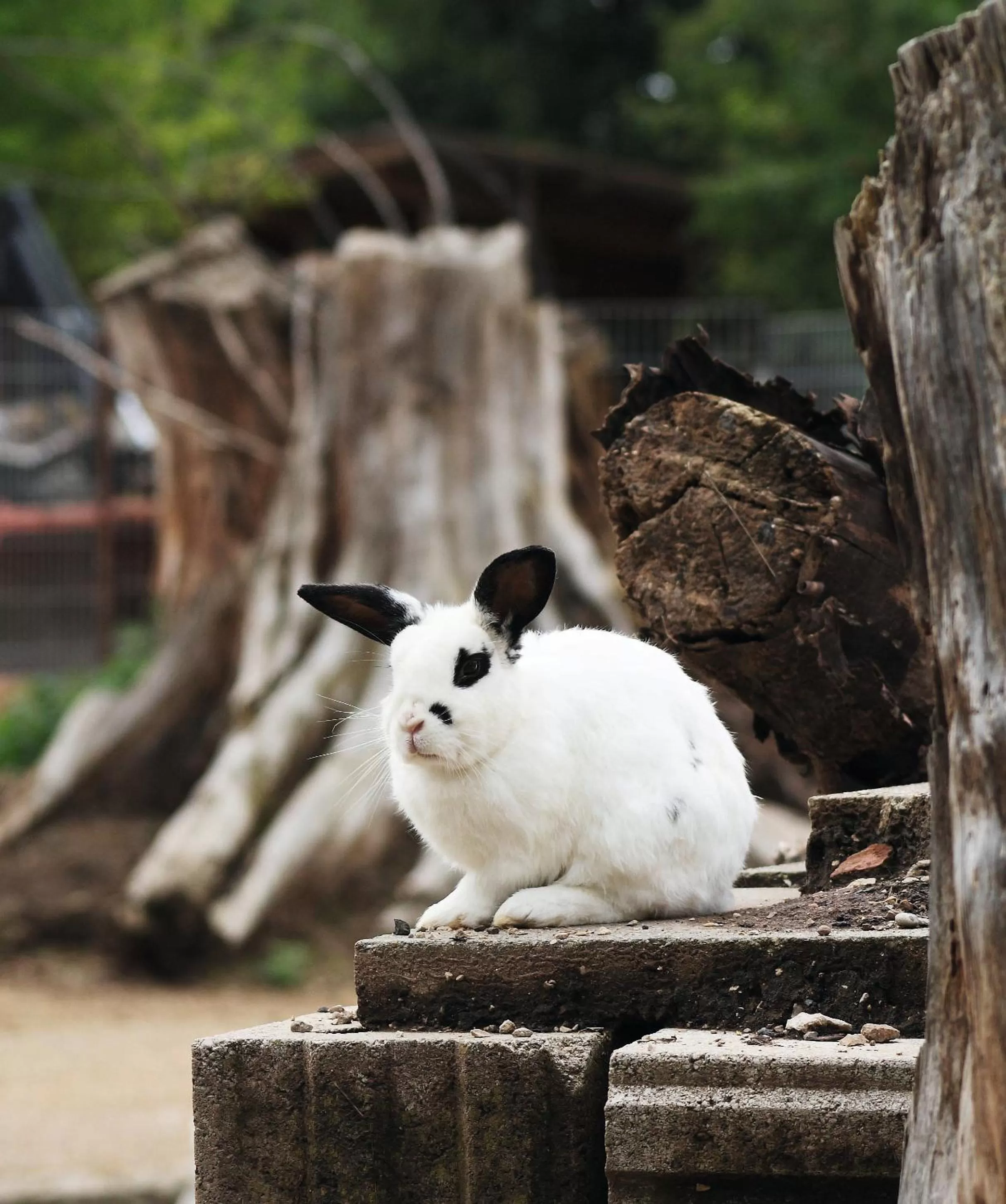 Animals in Gasthof Schönau