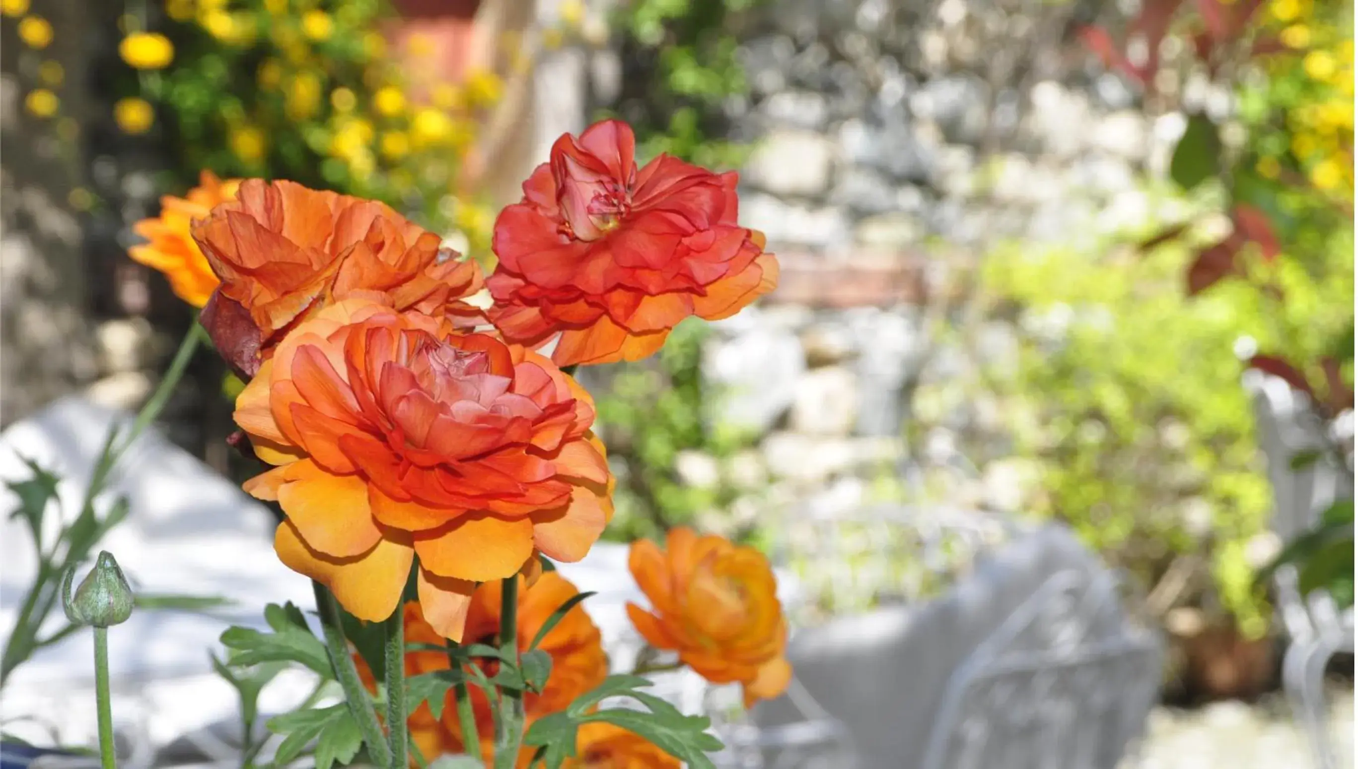 Garden in Kitapevi Hotel