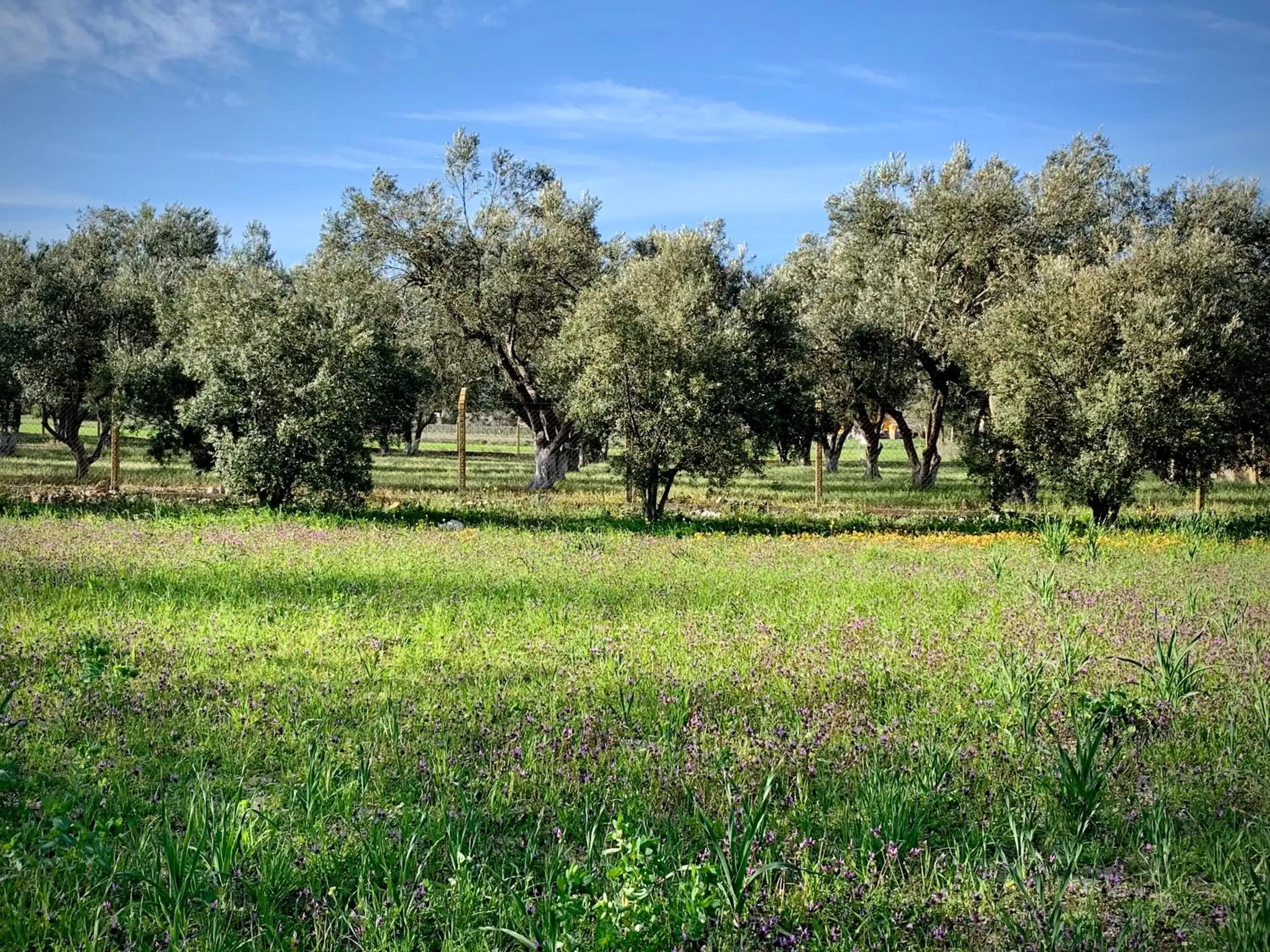 Natural landscape in Alaçatı Barbarossa Hotel