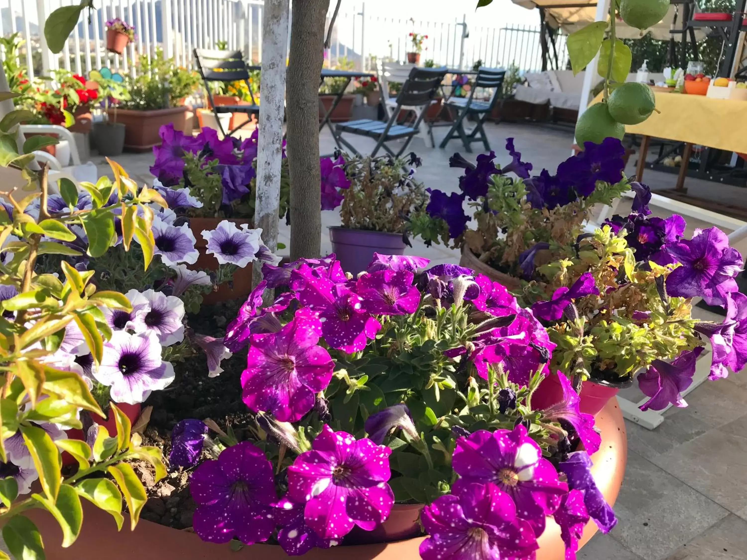 Balcony/Terrace, Garden in LeAlbe di Sicilia