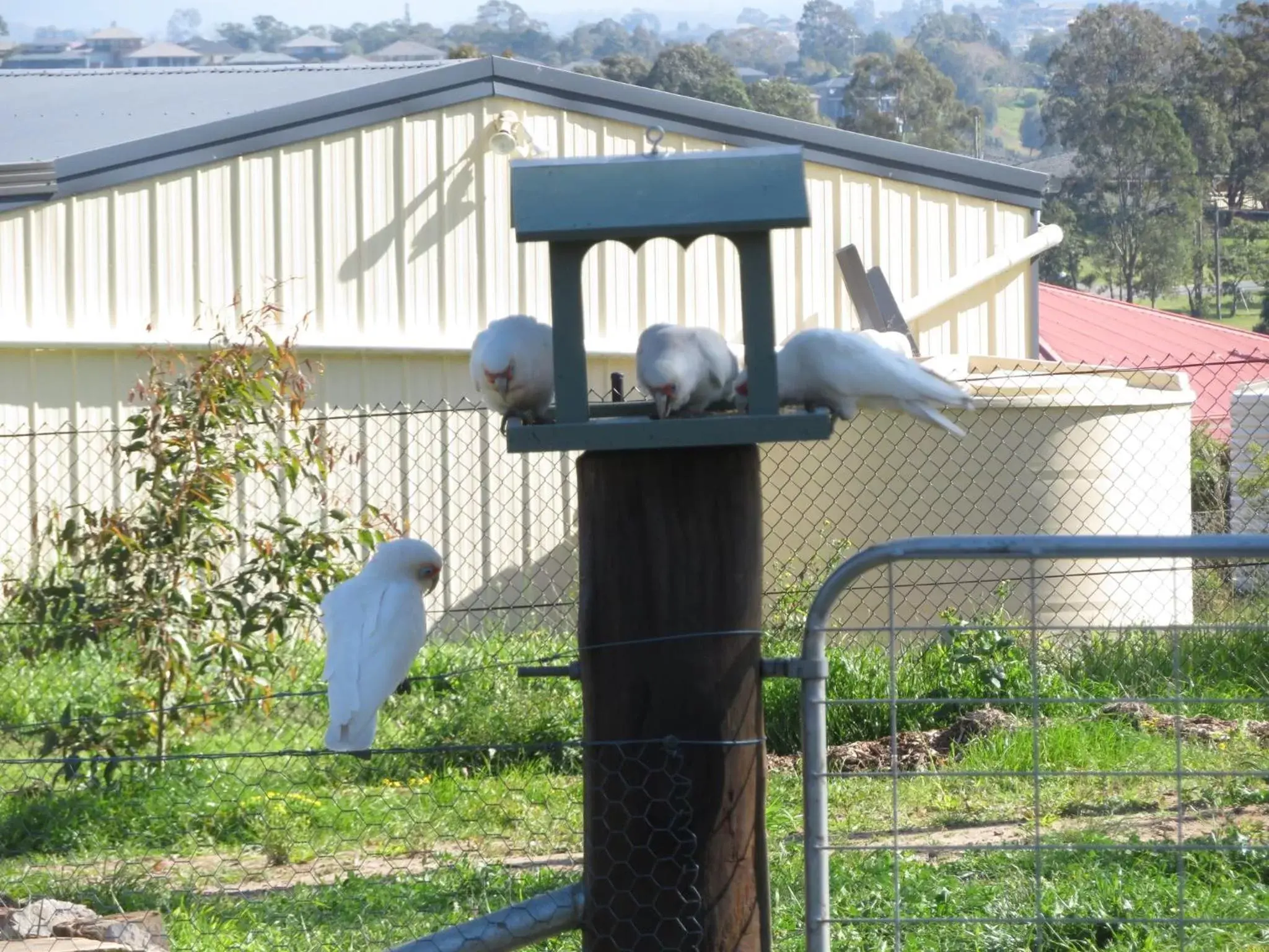 Animals in Mala Retreat Chardonnay Studio Immaculate and Comfortable