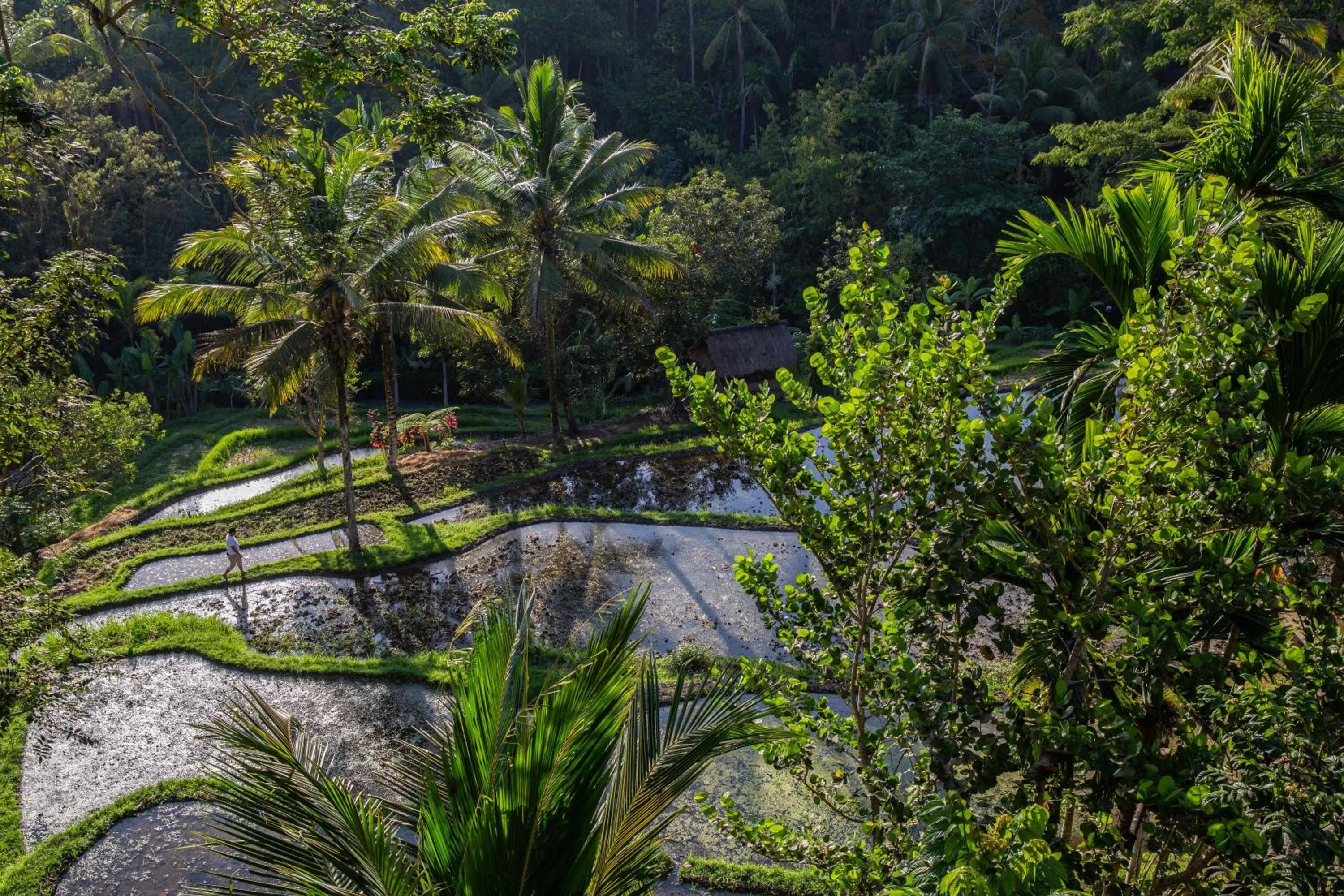 Natural landscape in Komaneka at Bisma Ubud