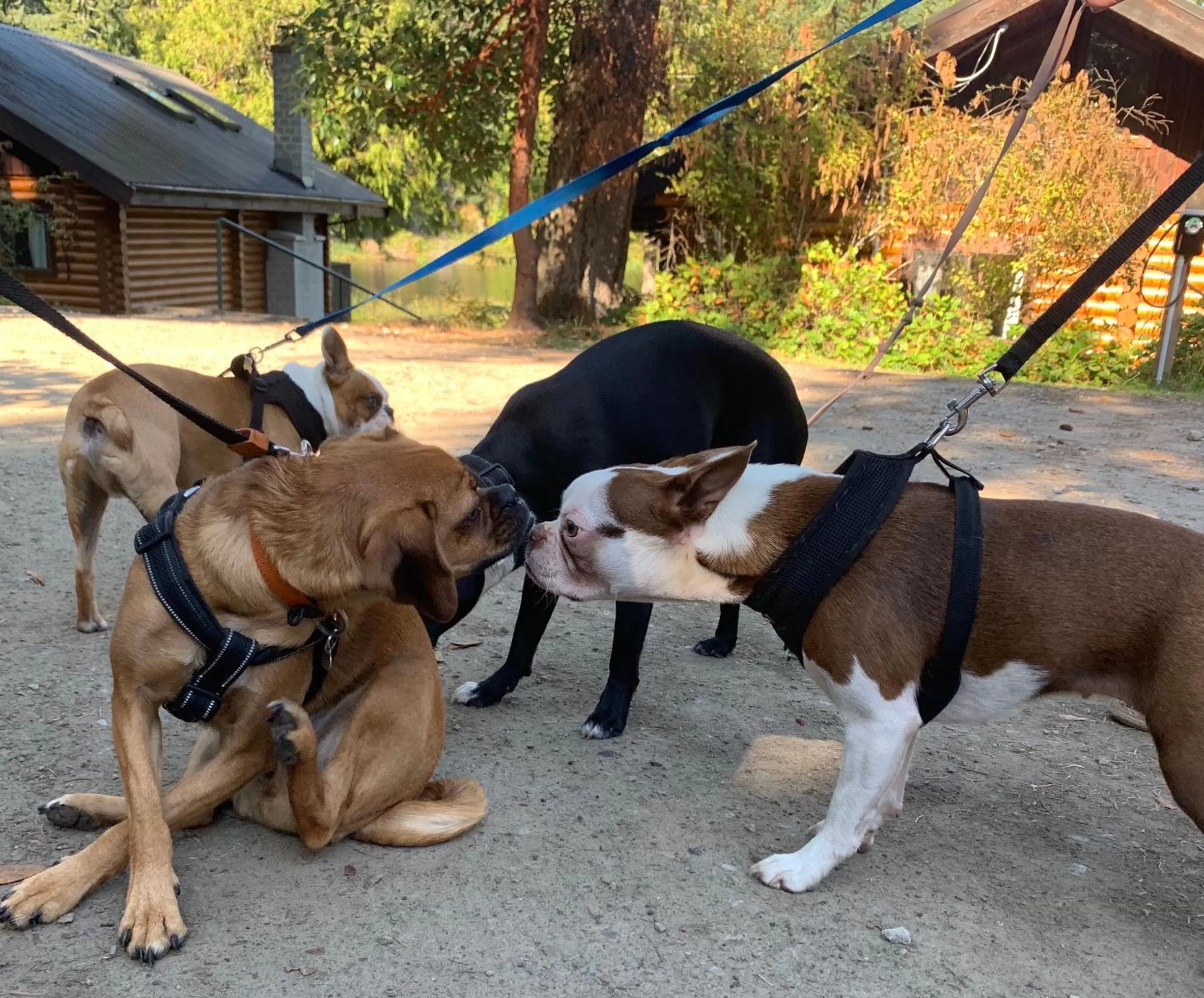 Pets in Cusheon Lake Resort