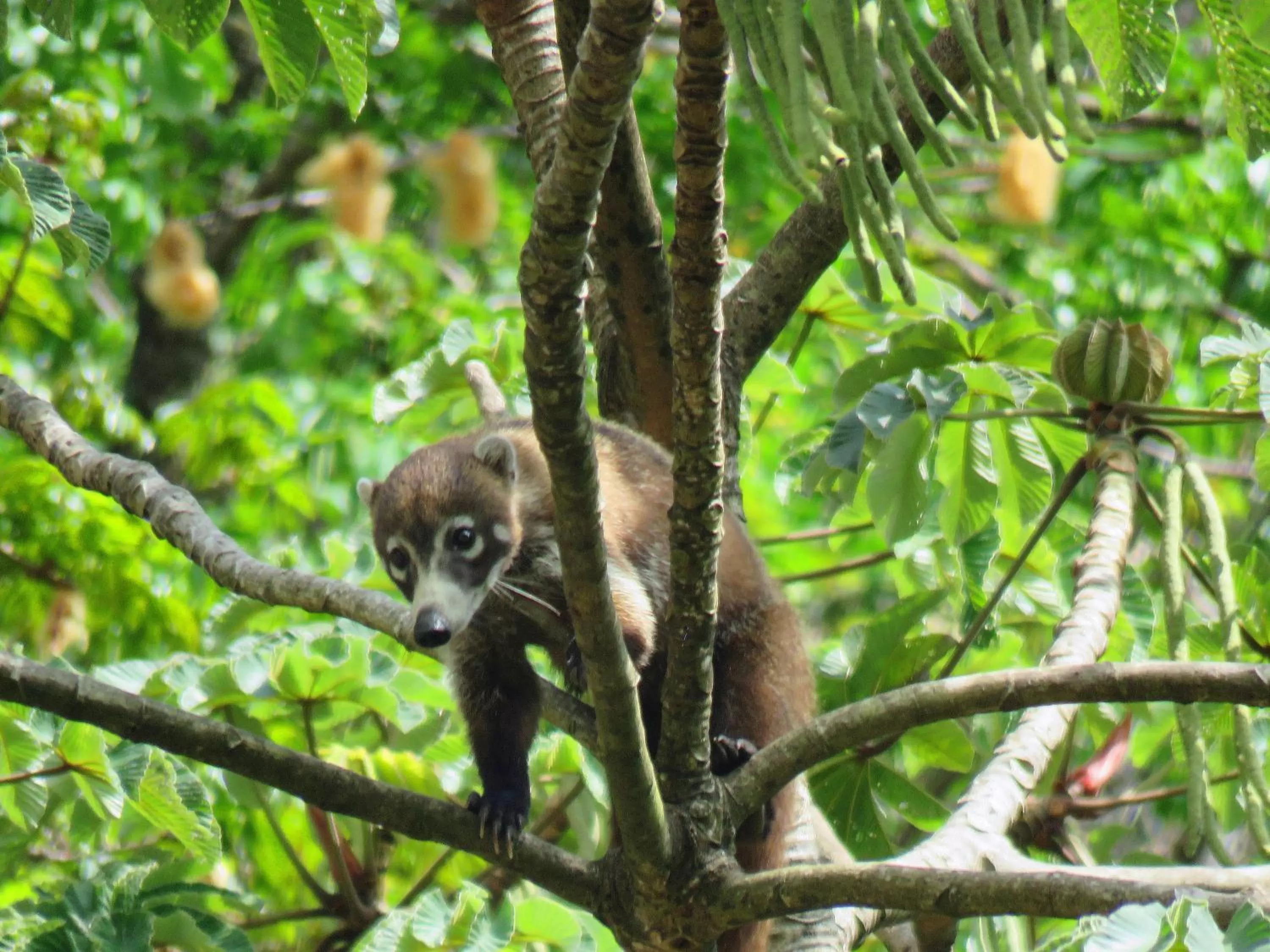 Natural landscape in Cabanas Rio Encantado