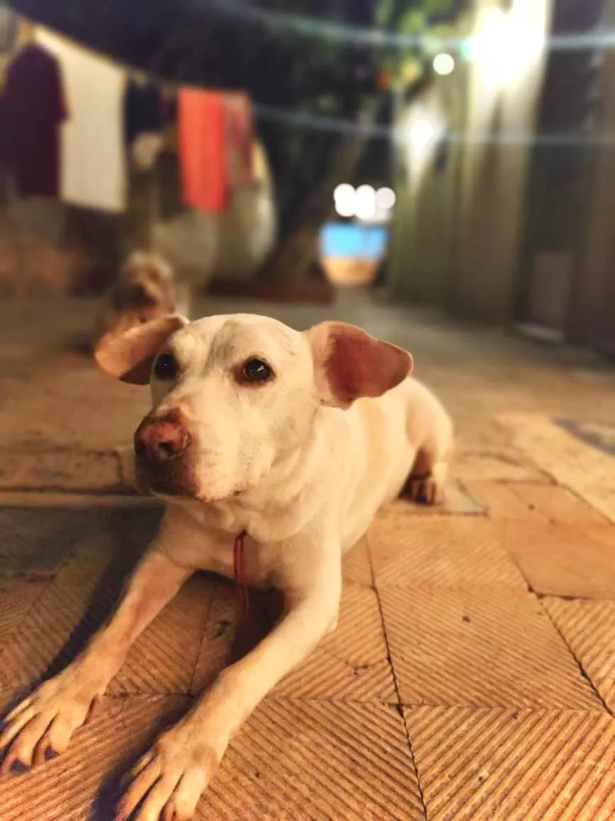 Pets in Casa Lool Beh