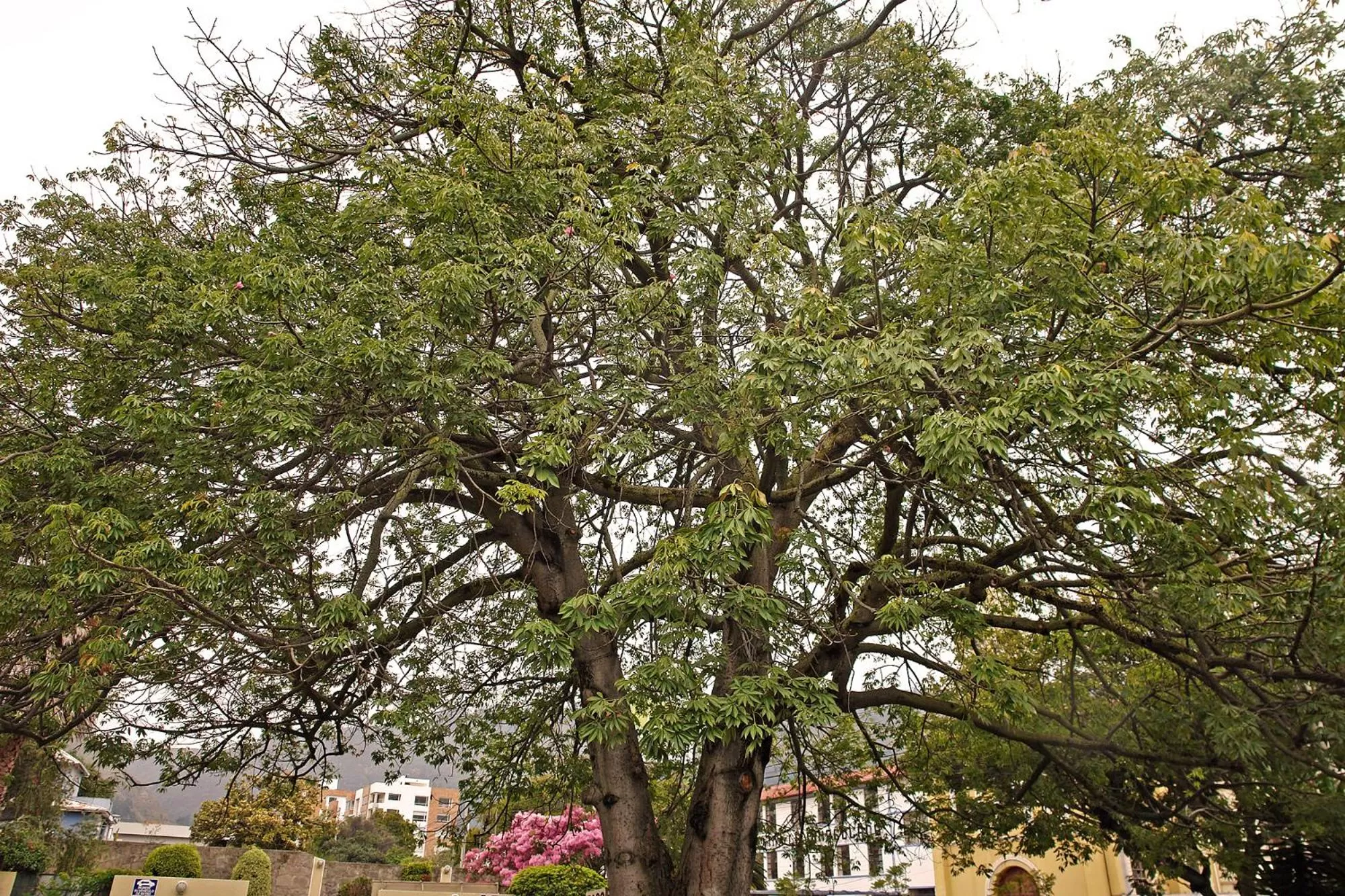 Garden in Hotel Florida