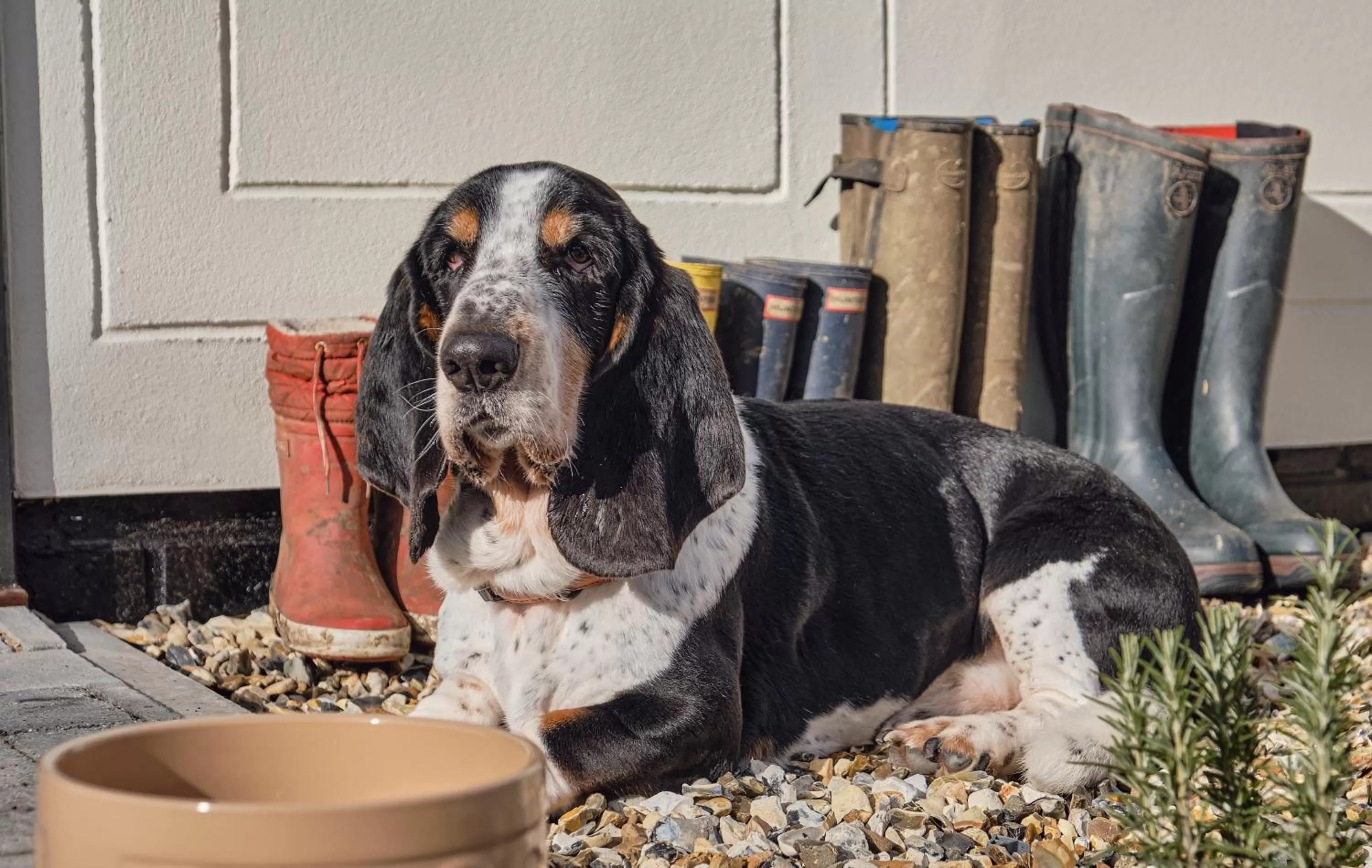Animals in The Crown Inn