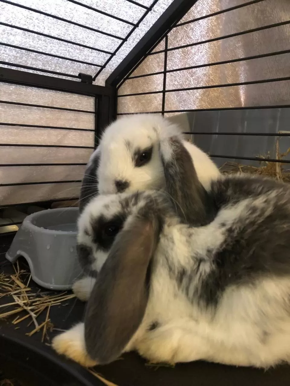 Activities in Hotel La Grange - Animal Chic Hotel