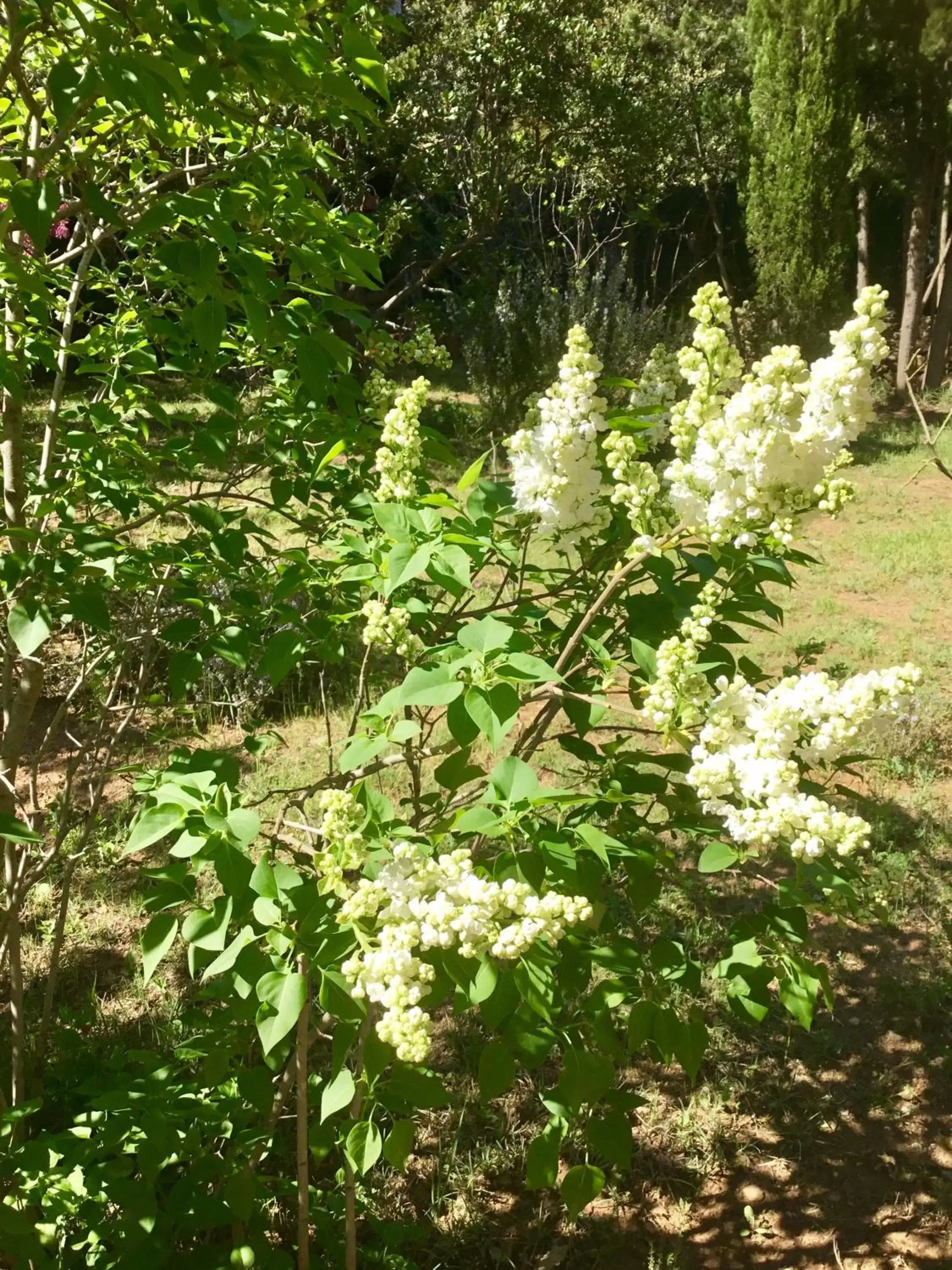 Garden in Longo Maï