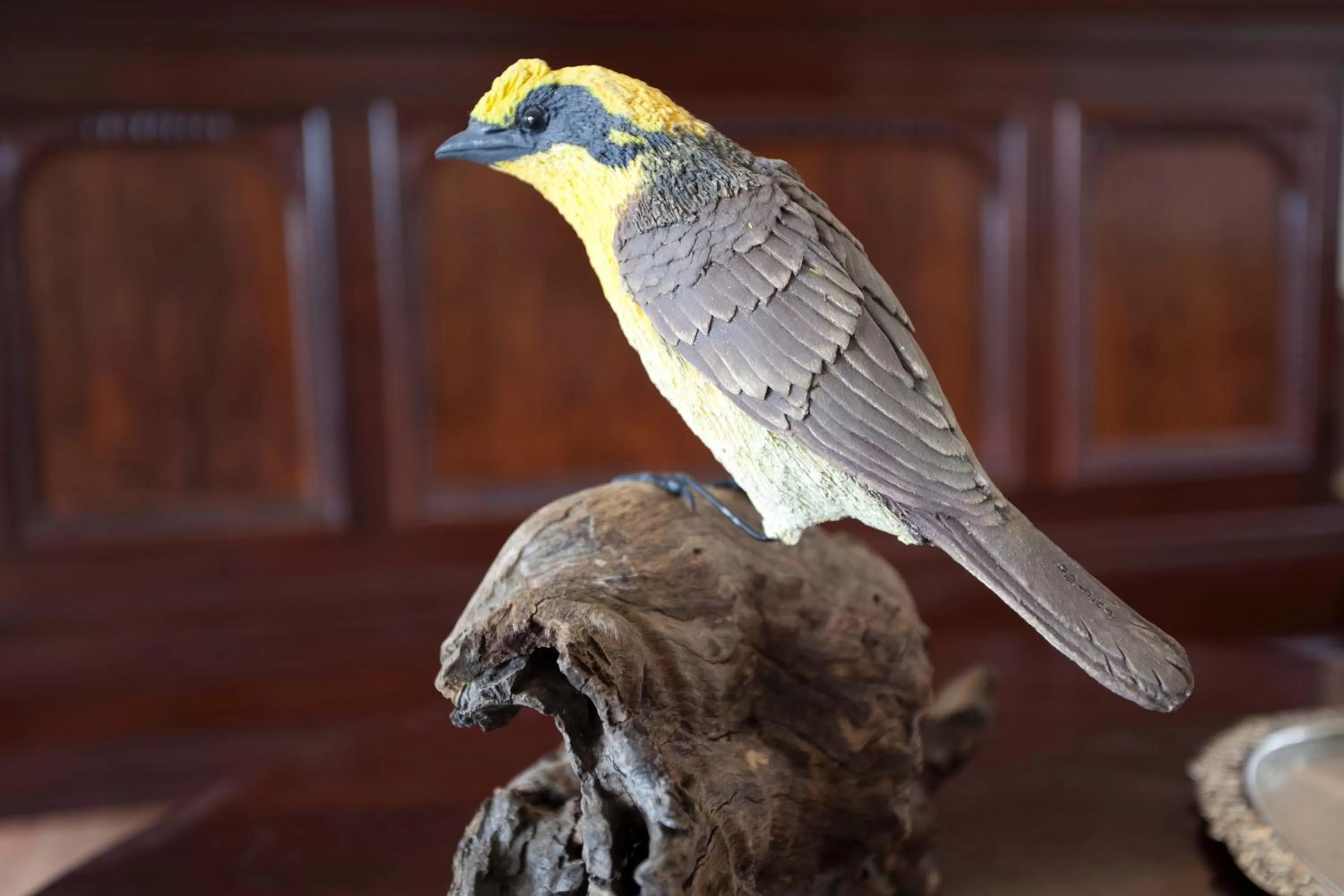 Other Animals in Honeyeater Cottage