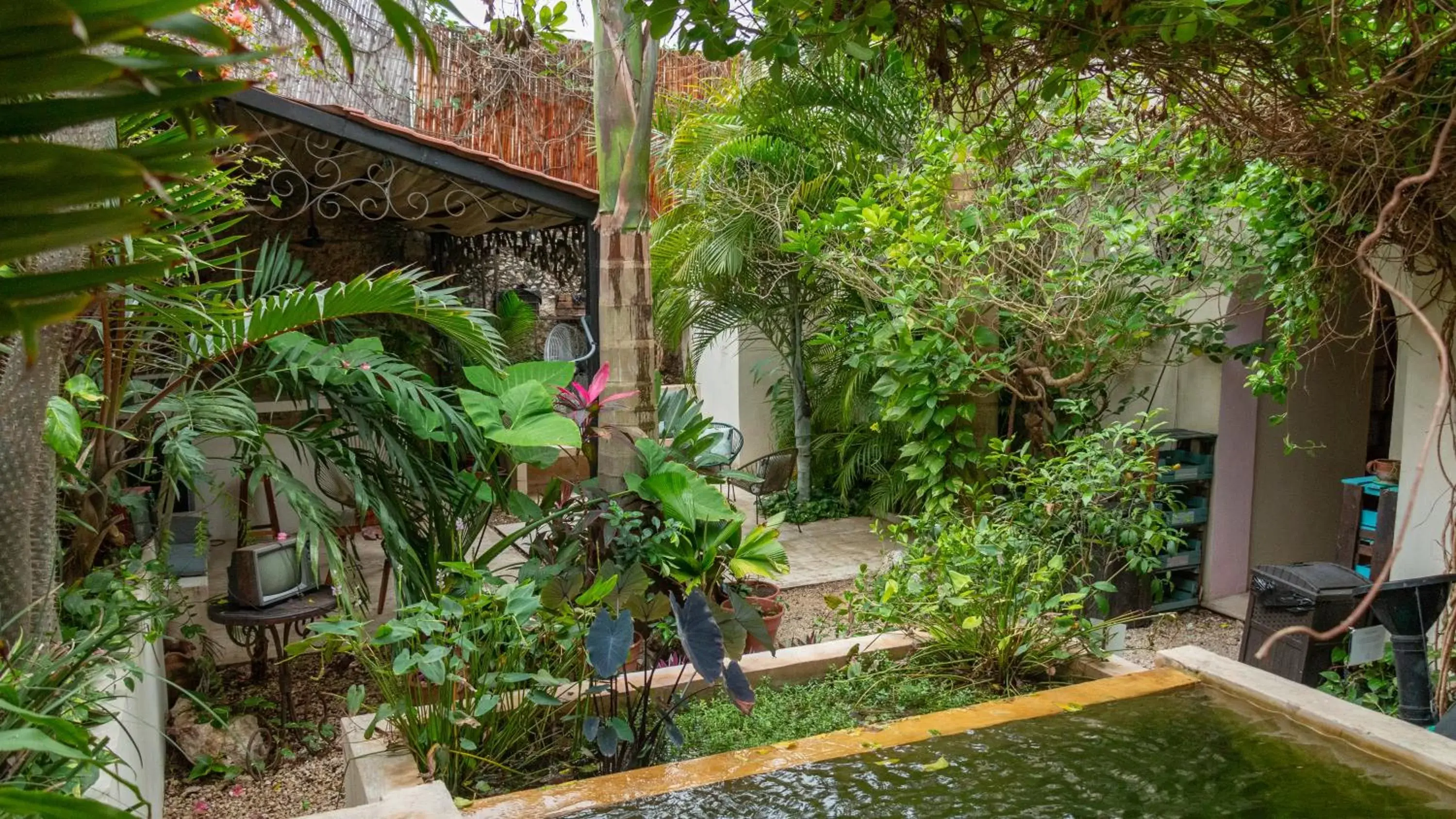 Patio, Garden in Kuka y Naranjo