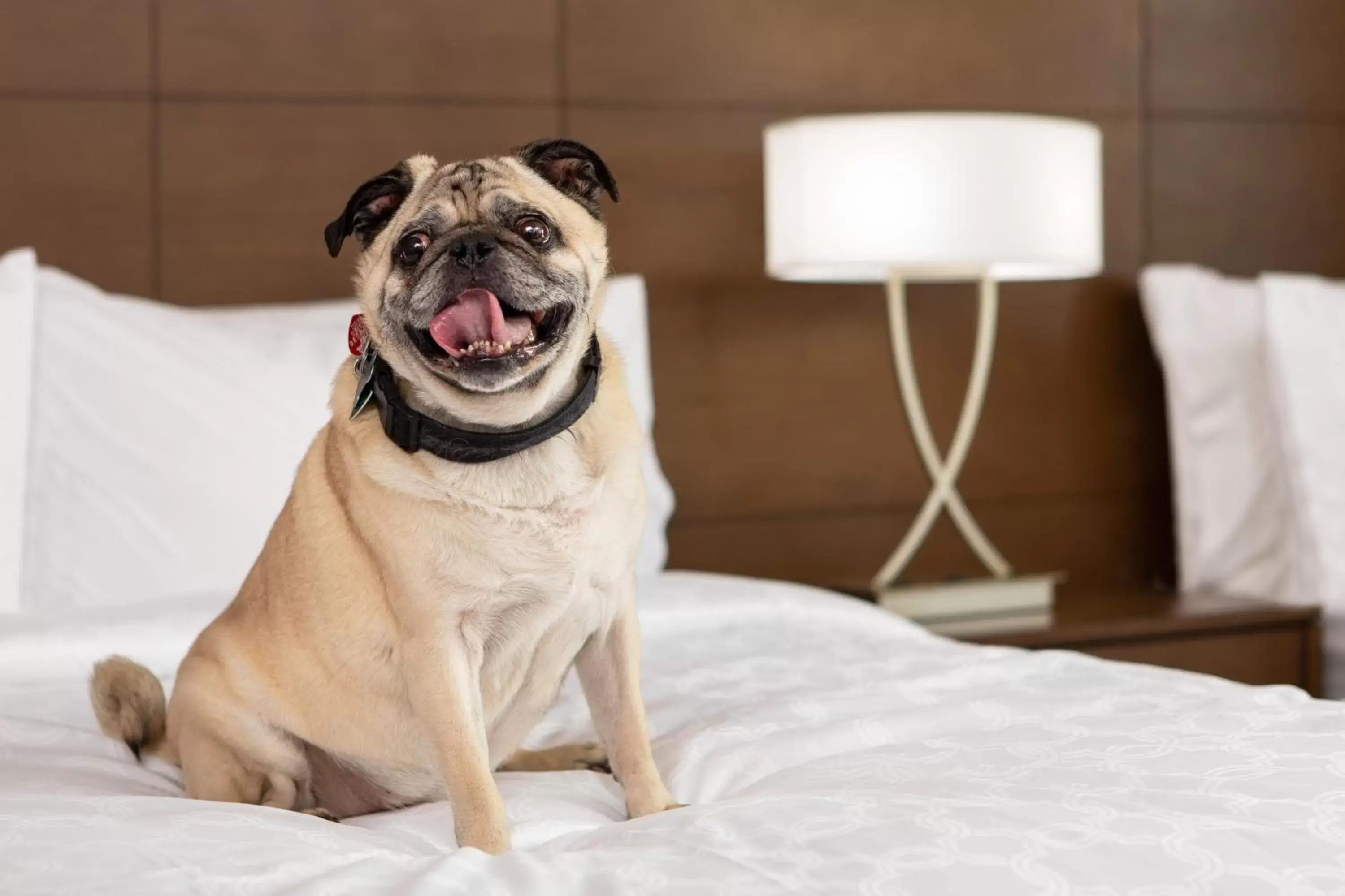 Lobby or reception, Pets in Staybridge Suites Charlottesville Airport, an IHG Hotel