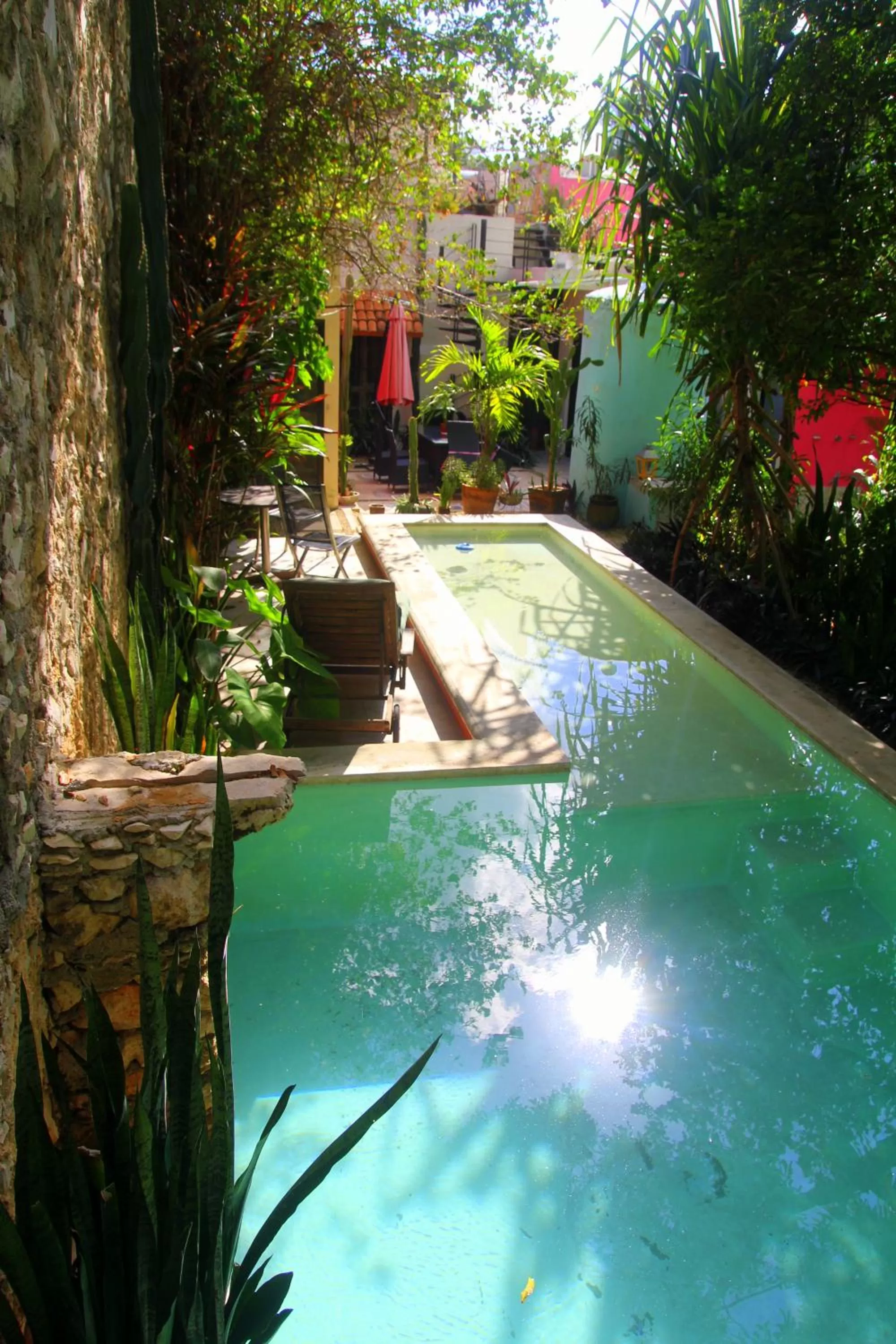 Garden, Swimming Pool in La Pantera Negra