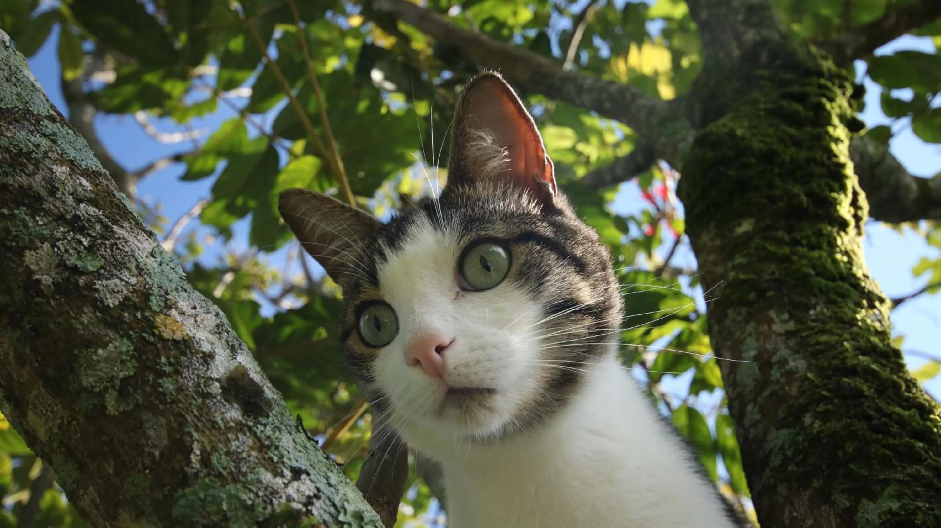 Pets in The Guest Suites at Manana Madera