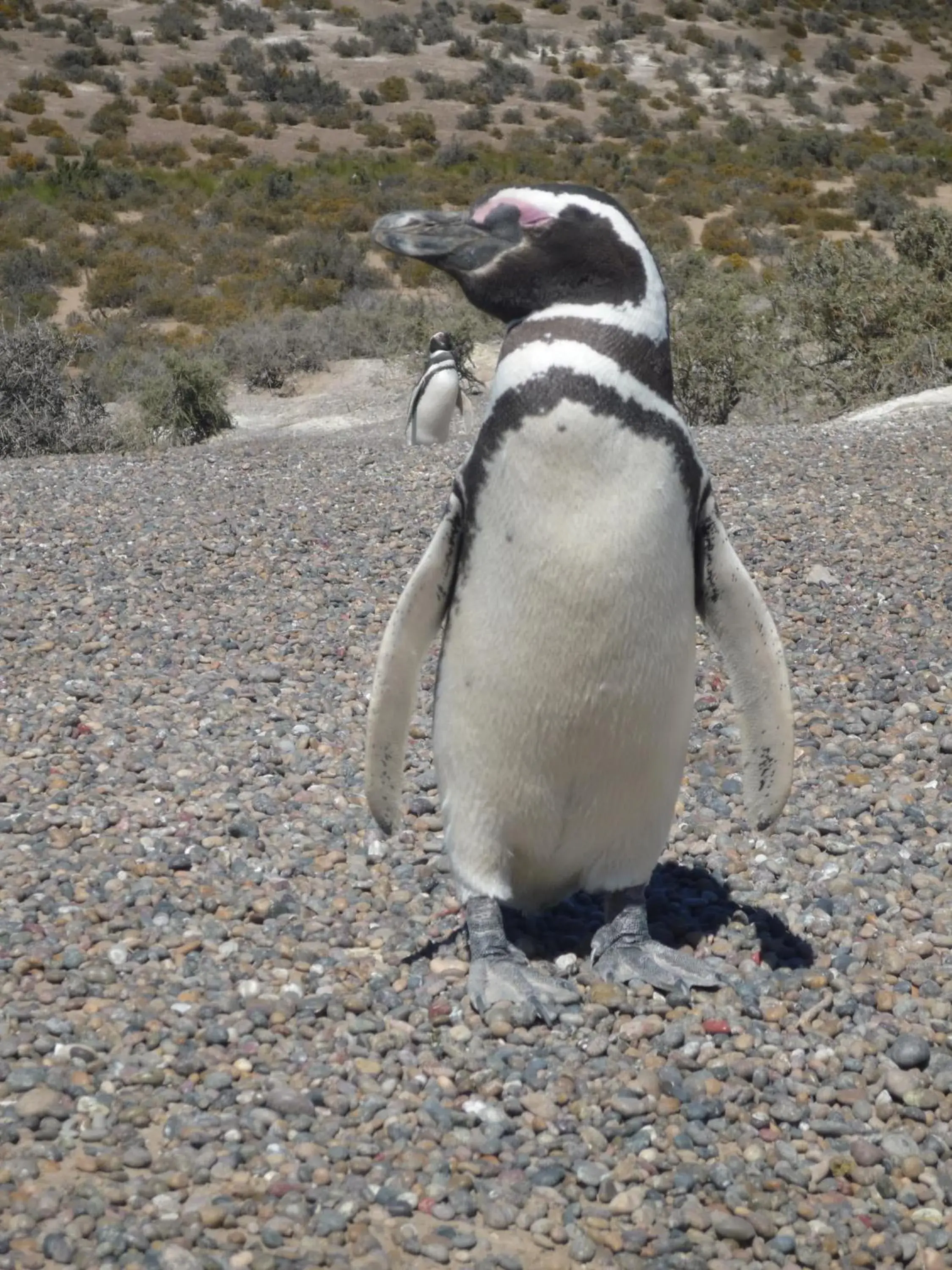 Activities, Other Animals in Hotel Rayentray Trelew