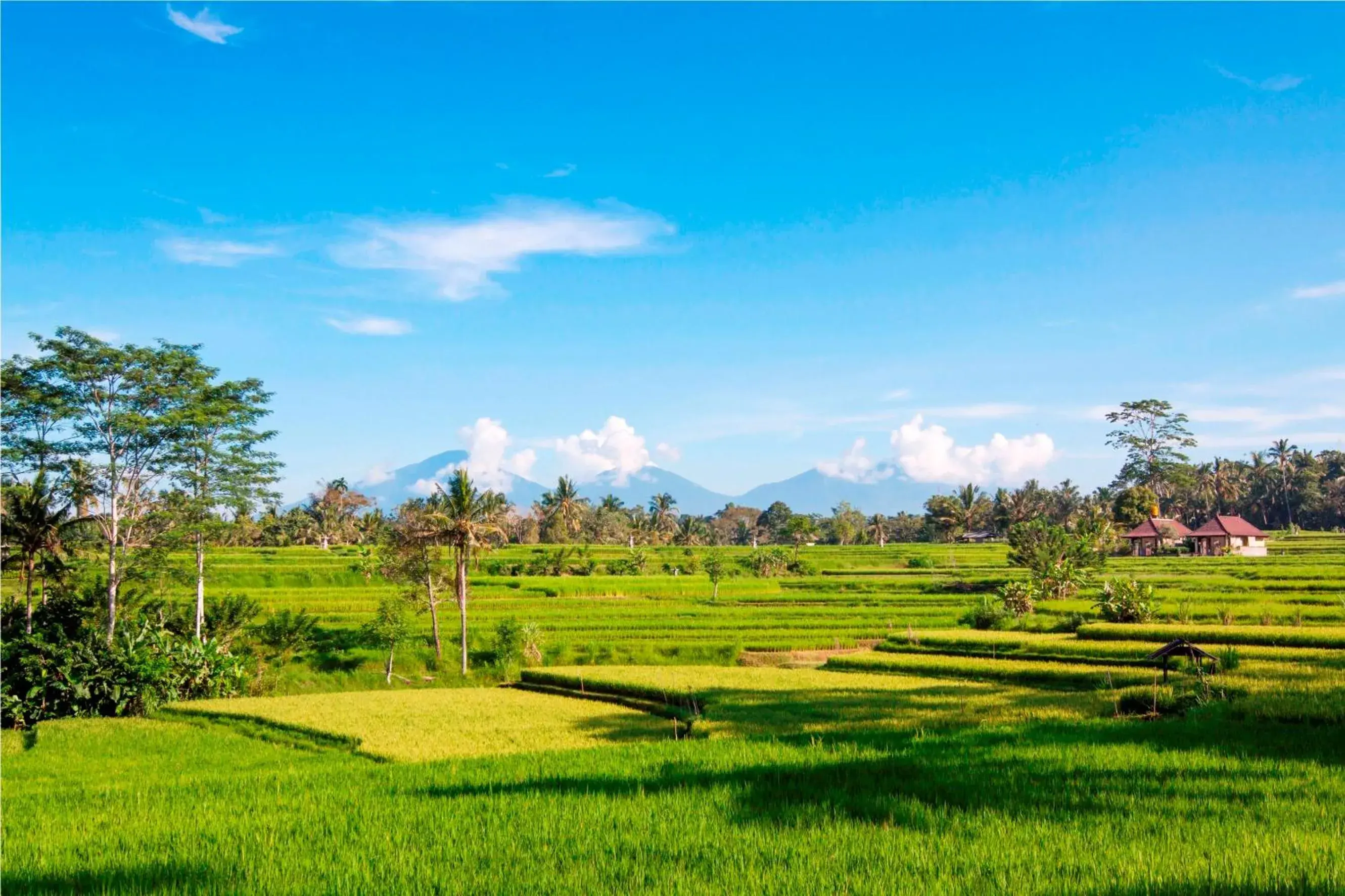 Nearby landmark in The Lokha Ubud Resort Villas and Spa