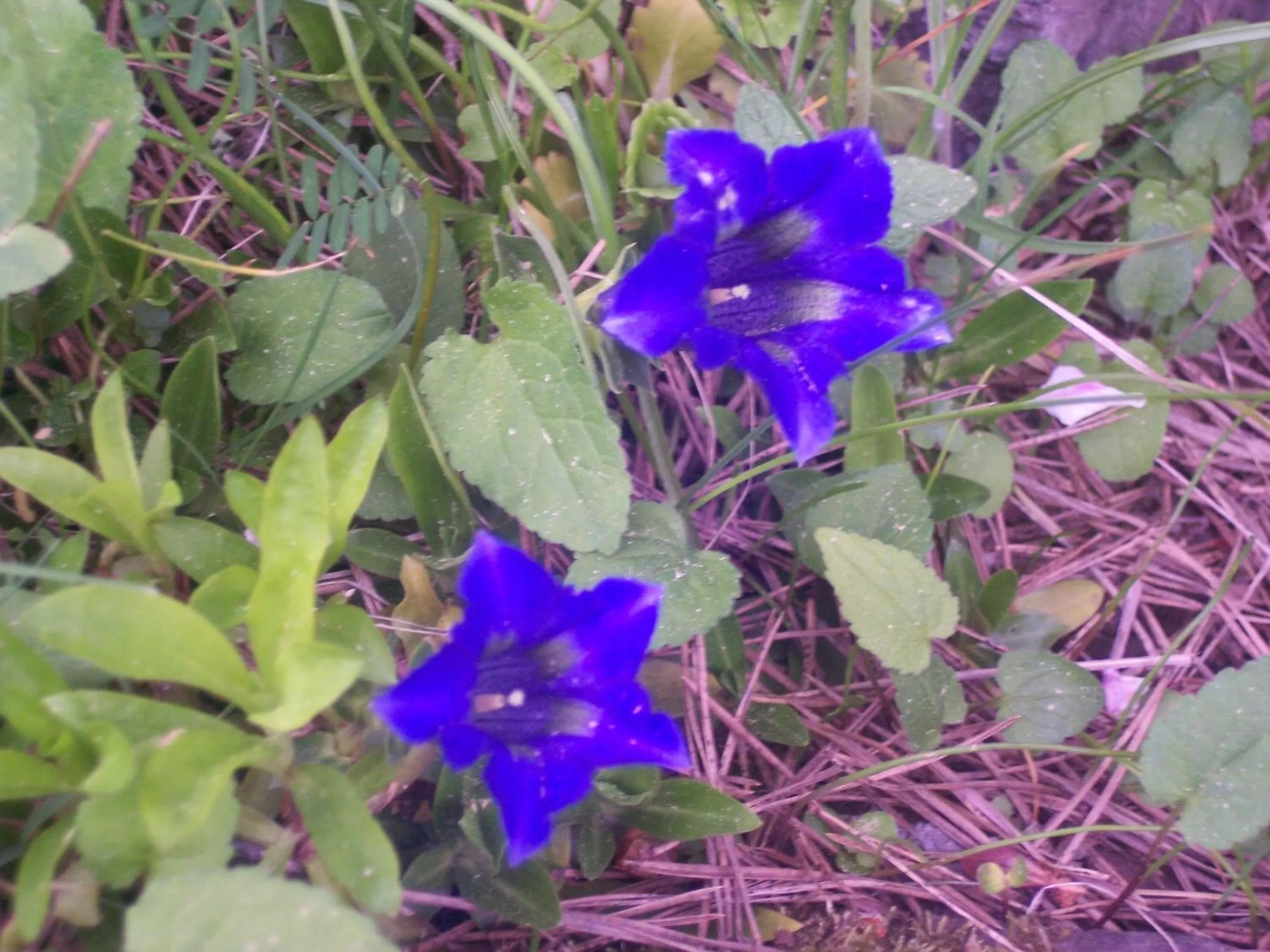 Garden in Wellness Hotel Central