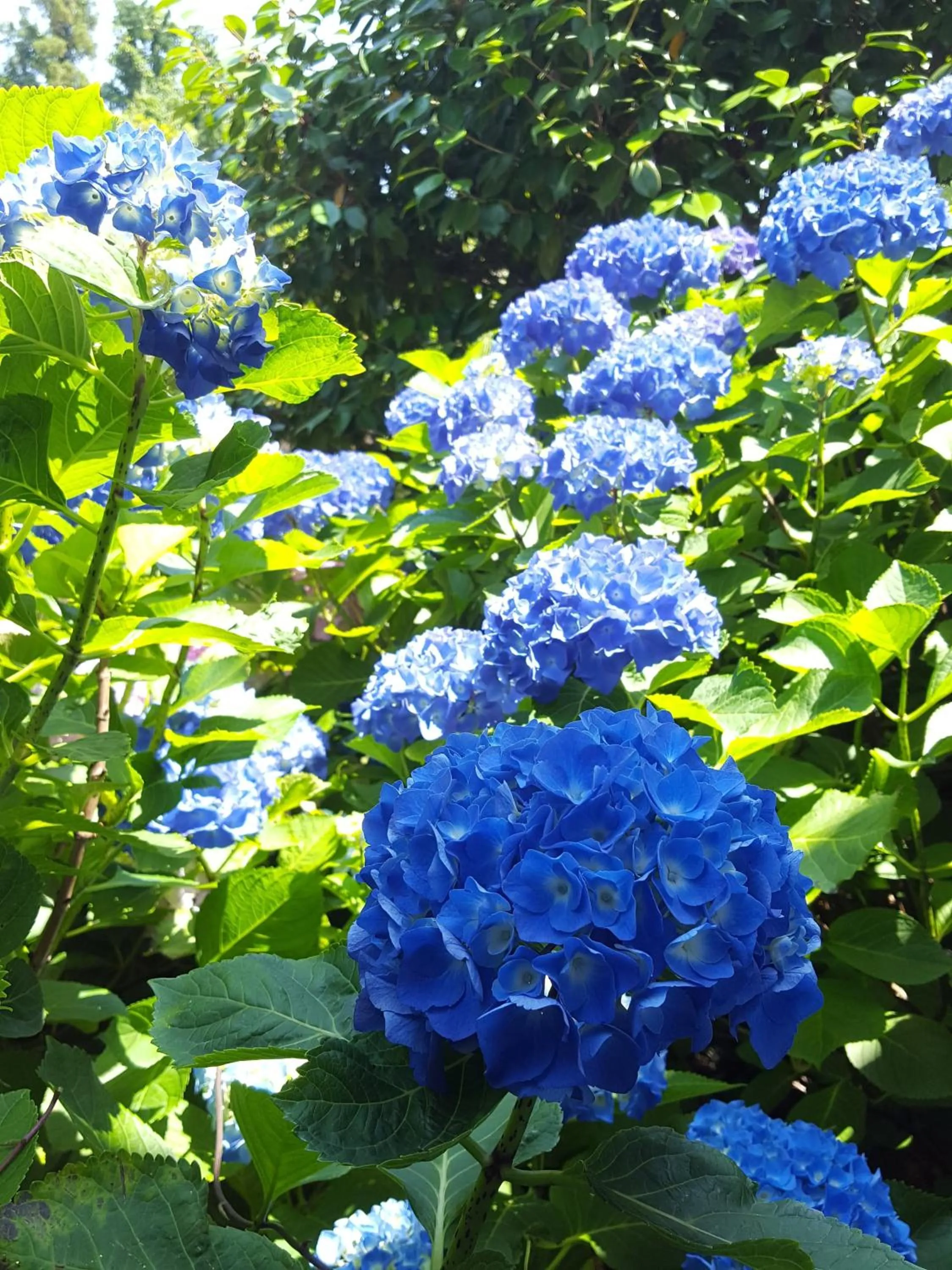 Garden in Jeju Eco Suites