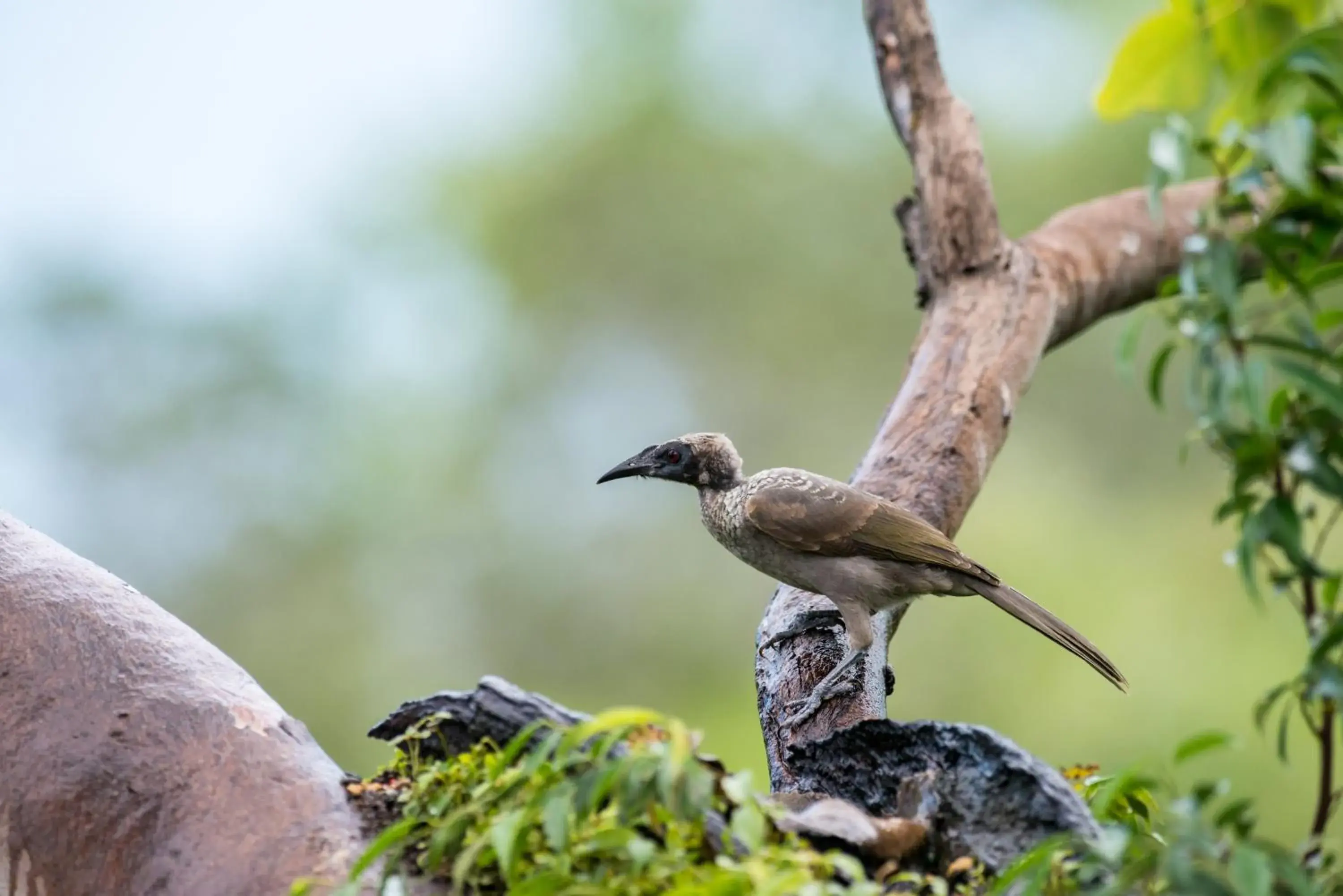 Animals, Other Animals in Thala Beach Nature Reserve