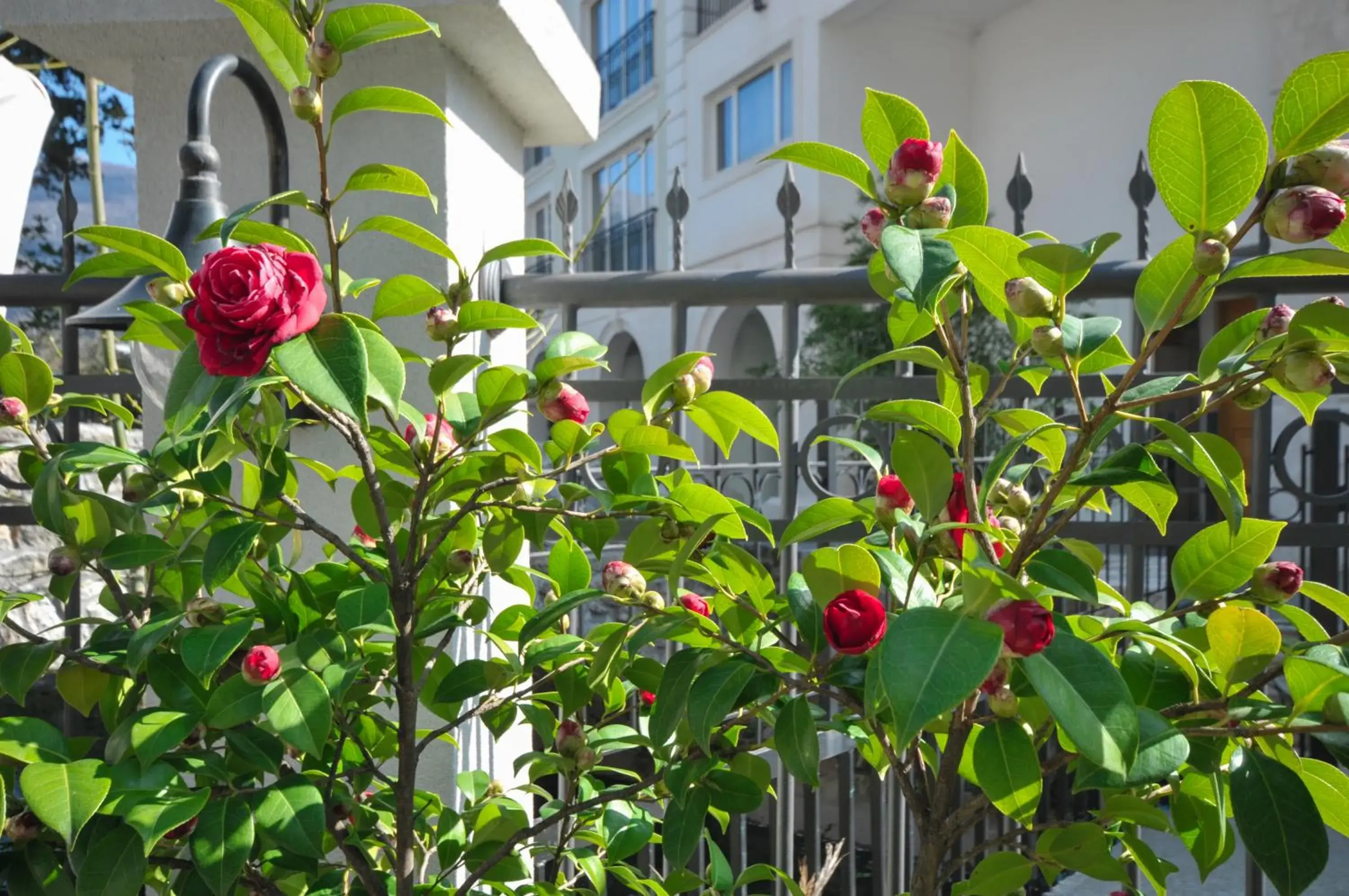 Garden in Hotel Oaza