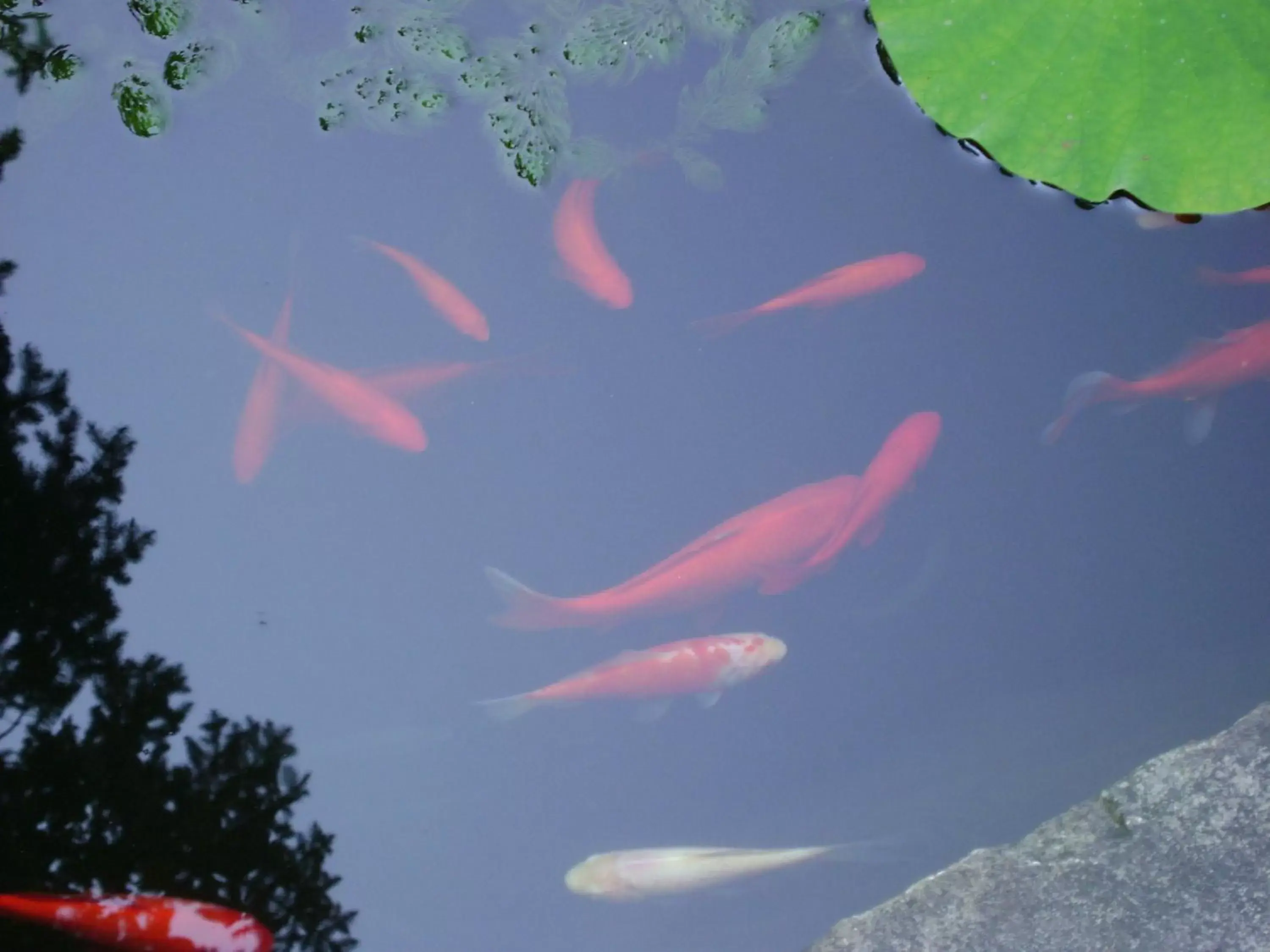 Animals in Four Creeks Bed&Breakfast Animals in Four Creeks Bed&Breakfast