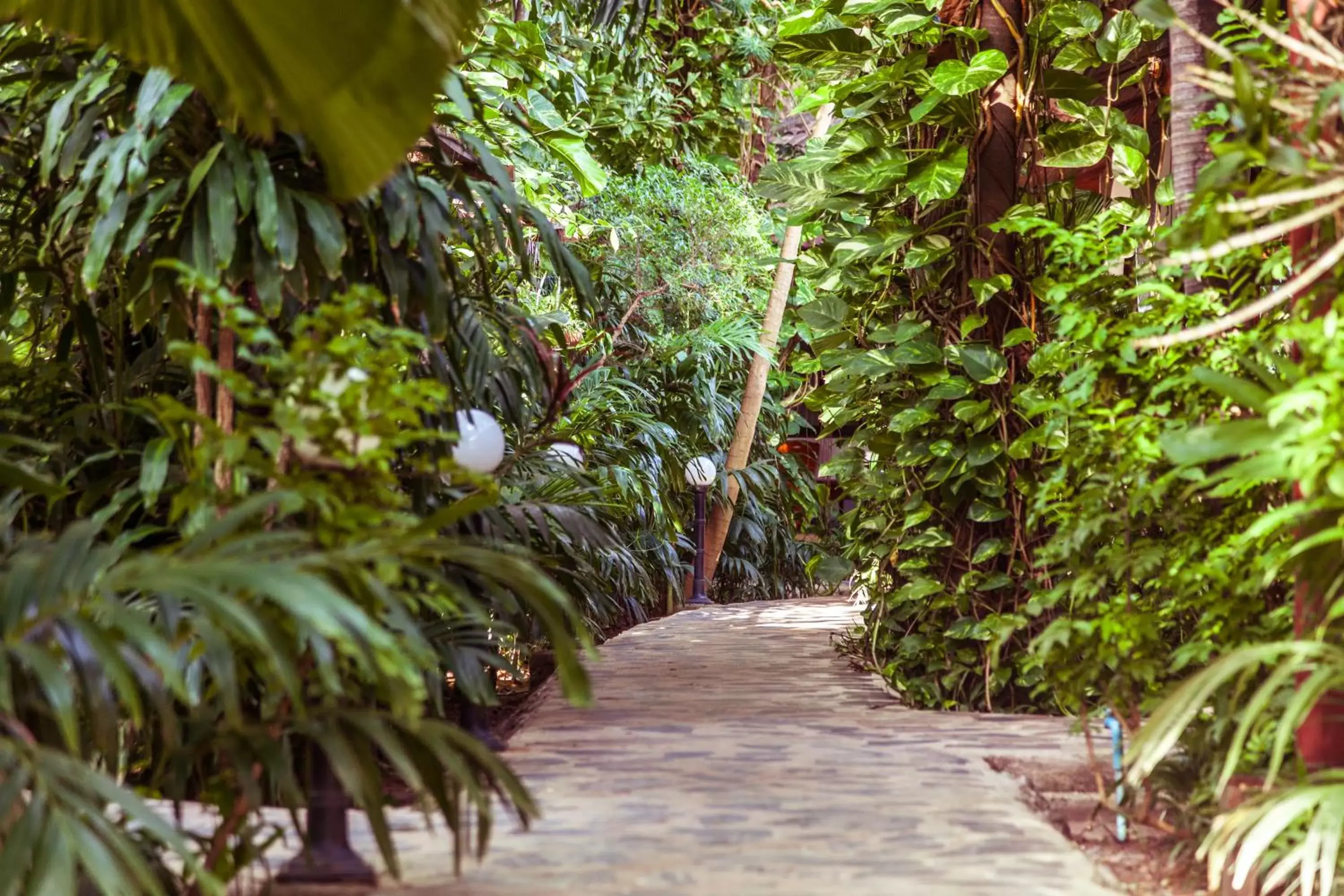 Garden in Tropica Bungalow Beach Hotel - SHA Extra Plus