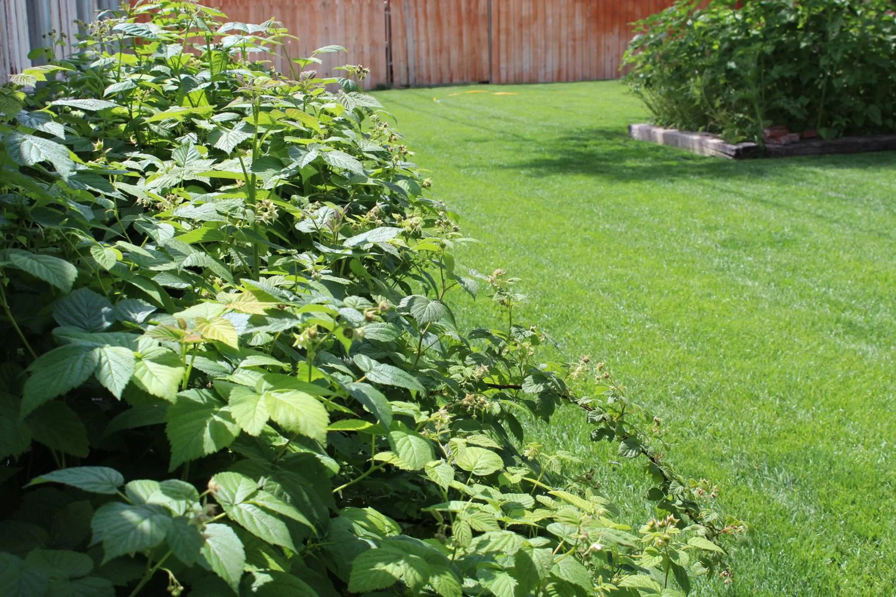 Area and facilities, Garden in Ontario Inn