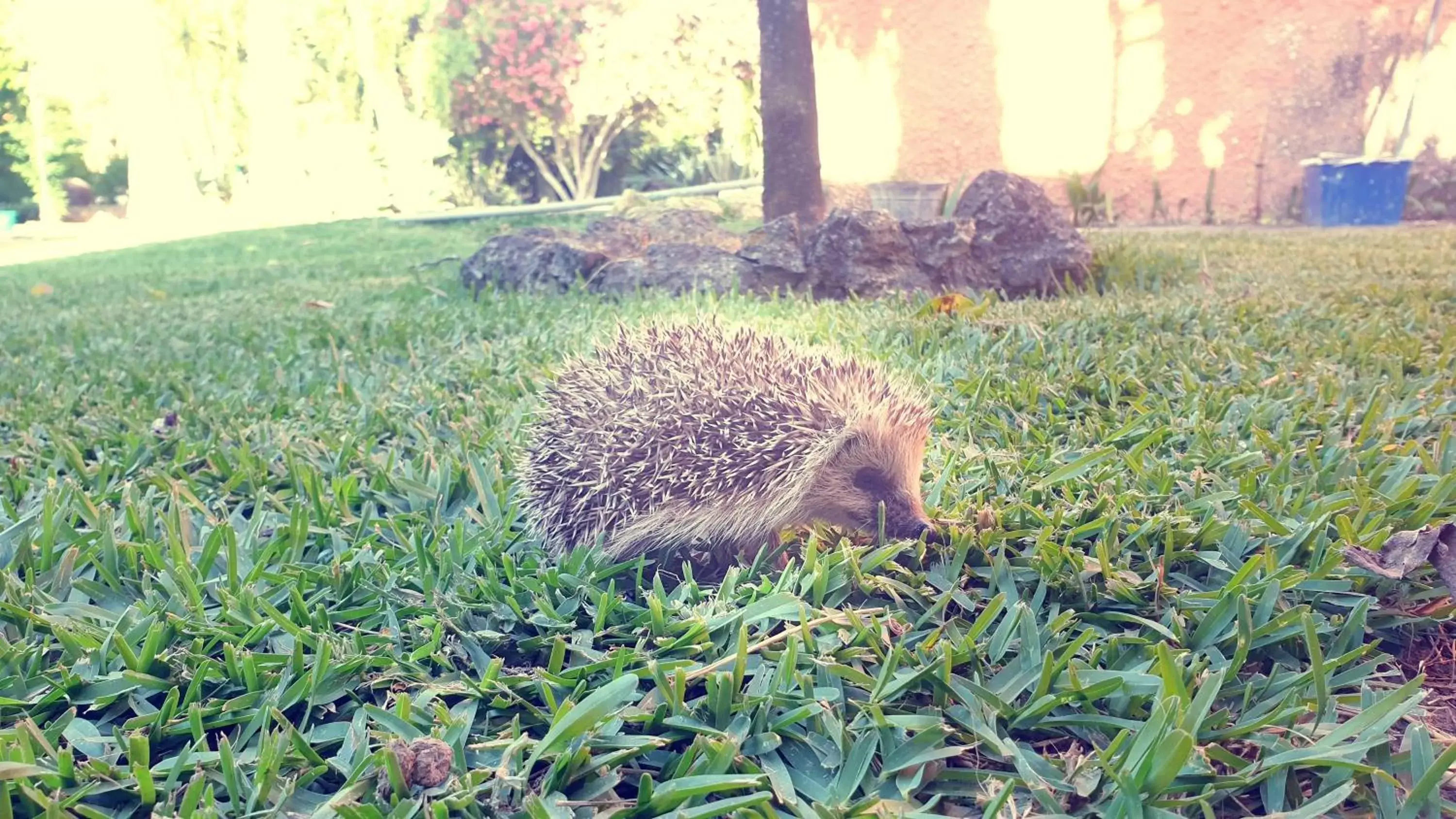 Animals, Other Animals in La Casa del Torreón